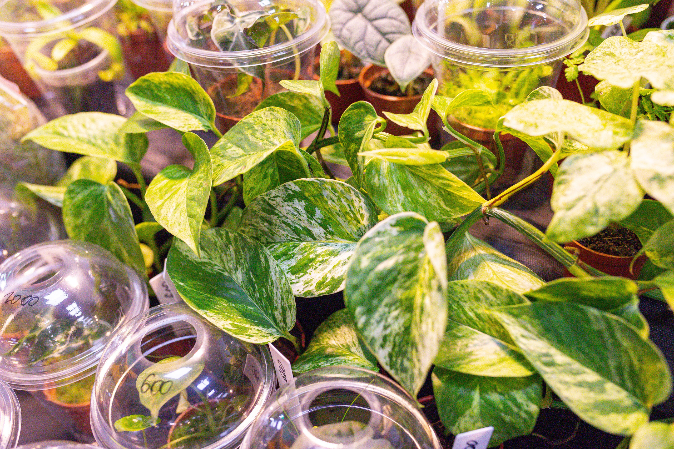 Монстериум 11–12 октября. Александра Куликова фотограф, Москва