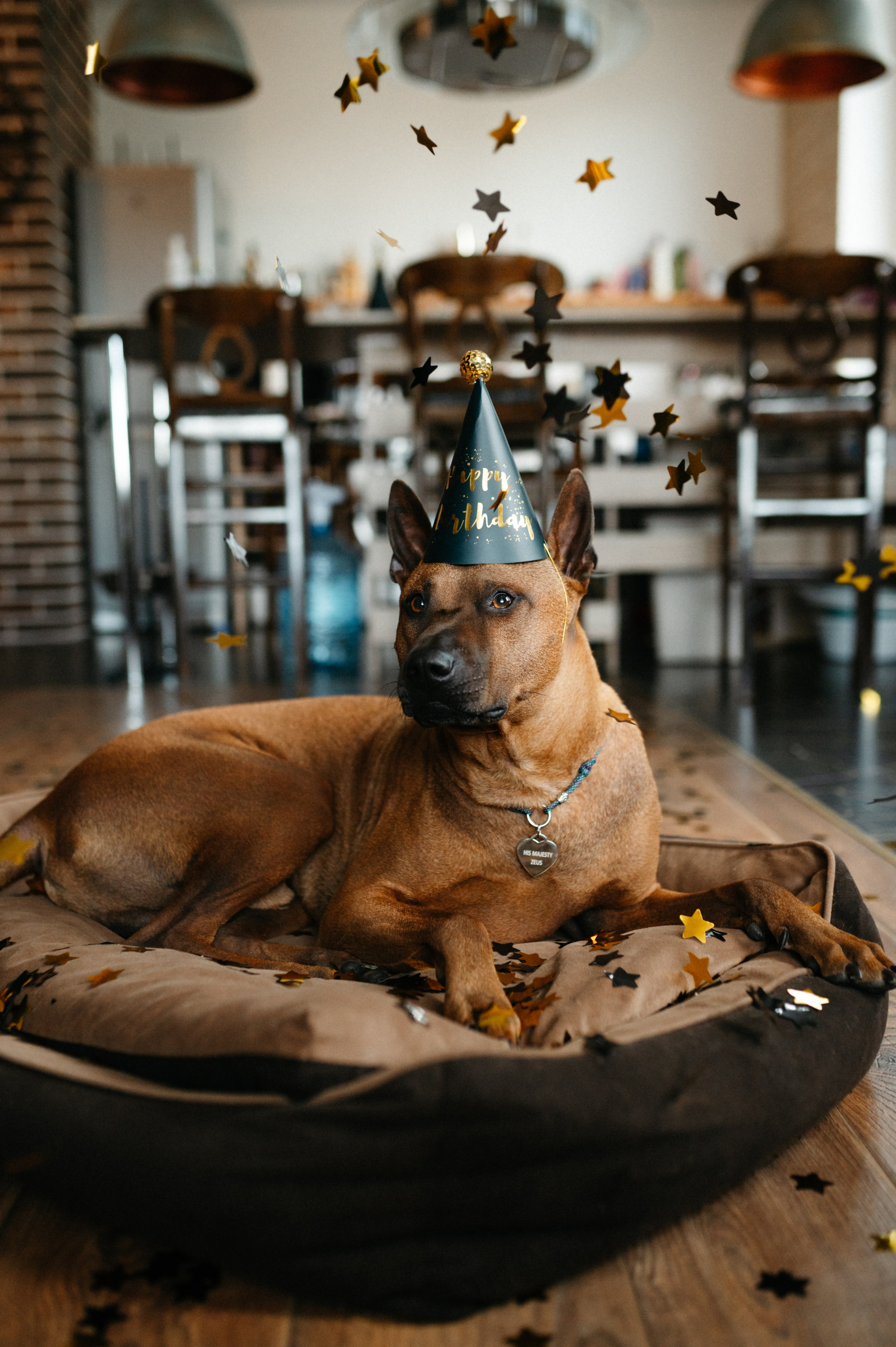 Оксана и Зевс. Фотограф анималист в Москве Ольга Агушева