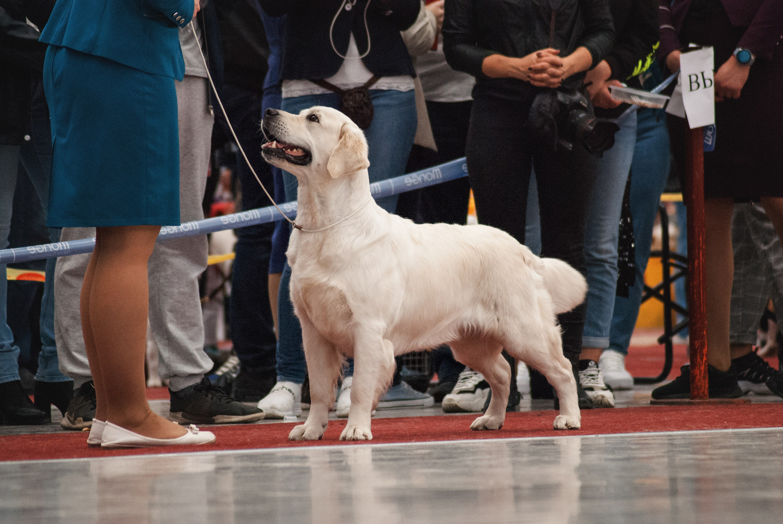 Шоу. Фотограф в Тюмени Лизавета Сапицкая