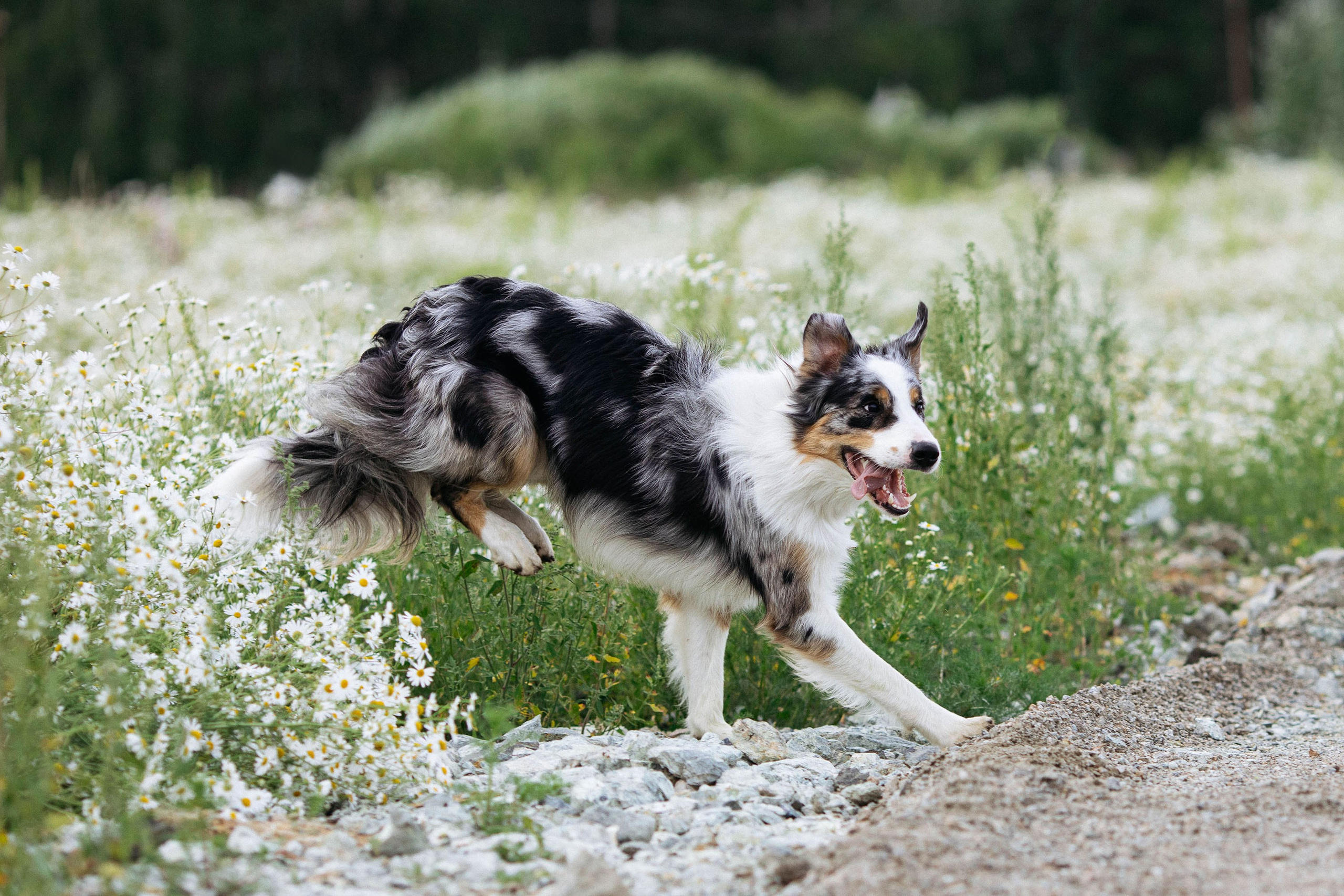 Съемка животных. Конный фотограф в Челябинске Стромова Ольга