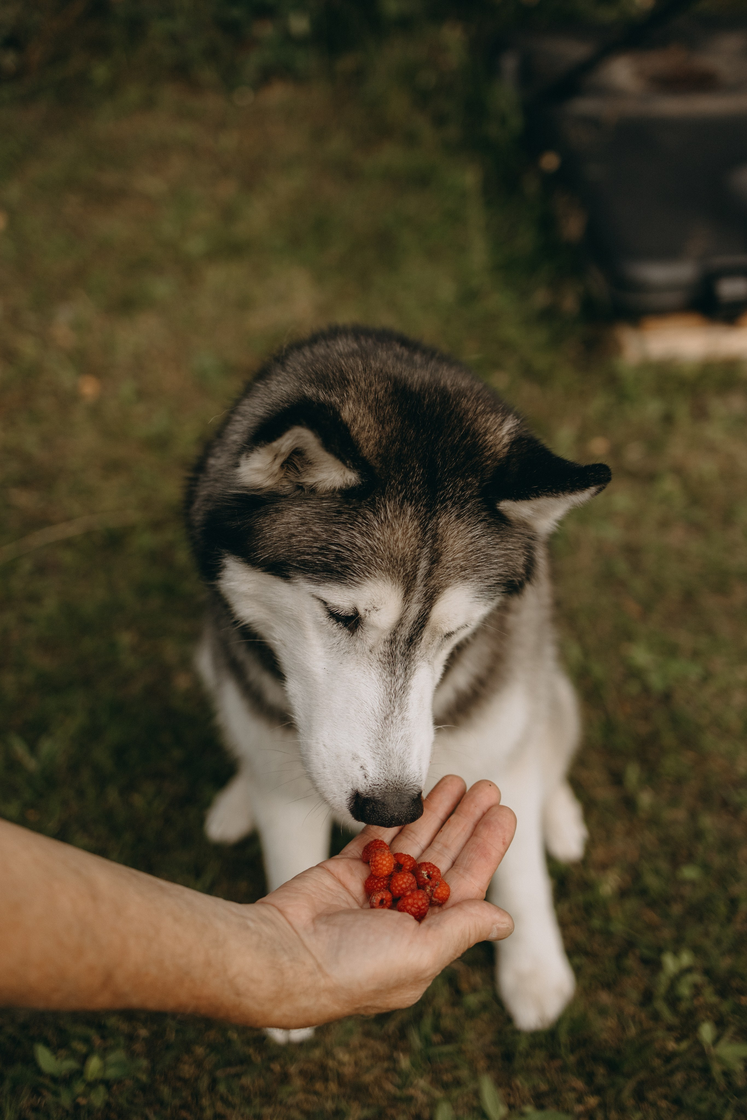 Дом у реки. Фотограф — Анималист | Санкт-Петербург
