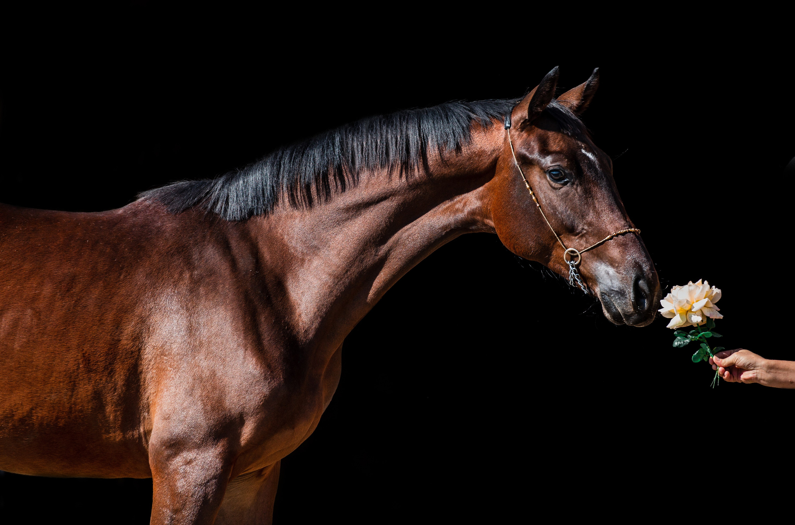 На черном фоне. Фотограф-анималист Ксендзова Кристина