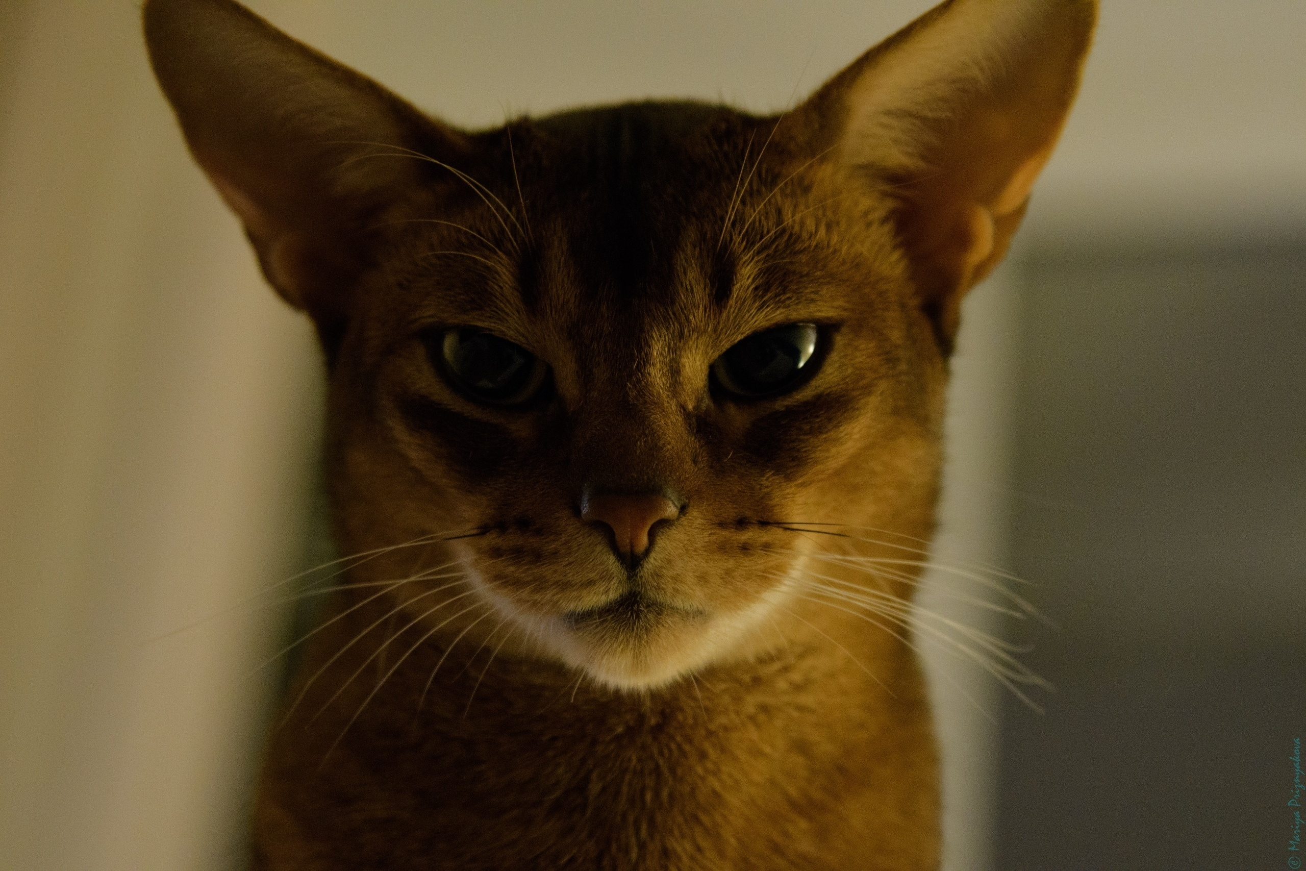 Домашние кошки. Семейный и индивидуальный фотограф Life style в Санкт-Петербурге Мария