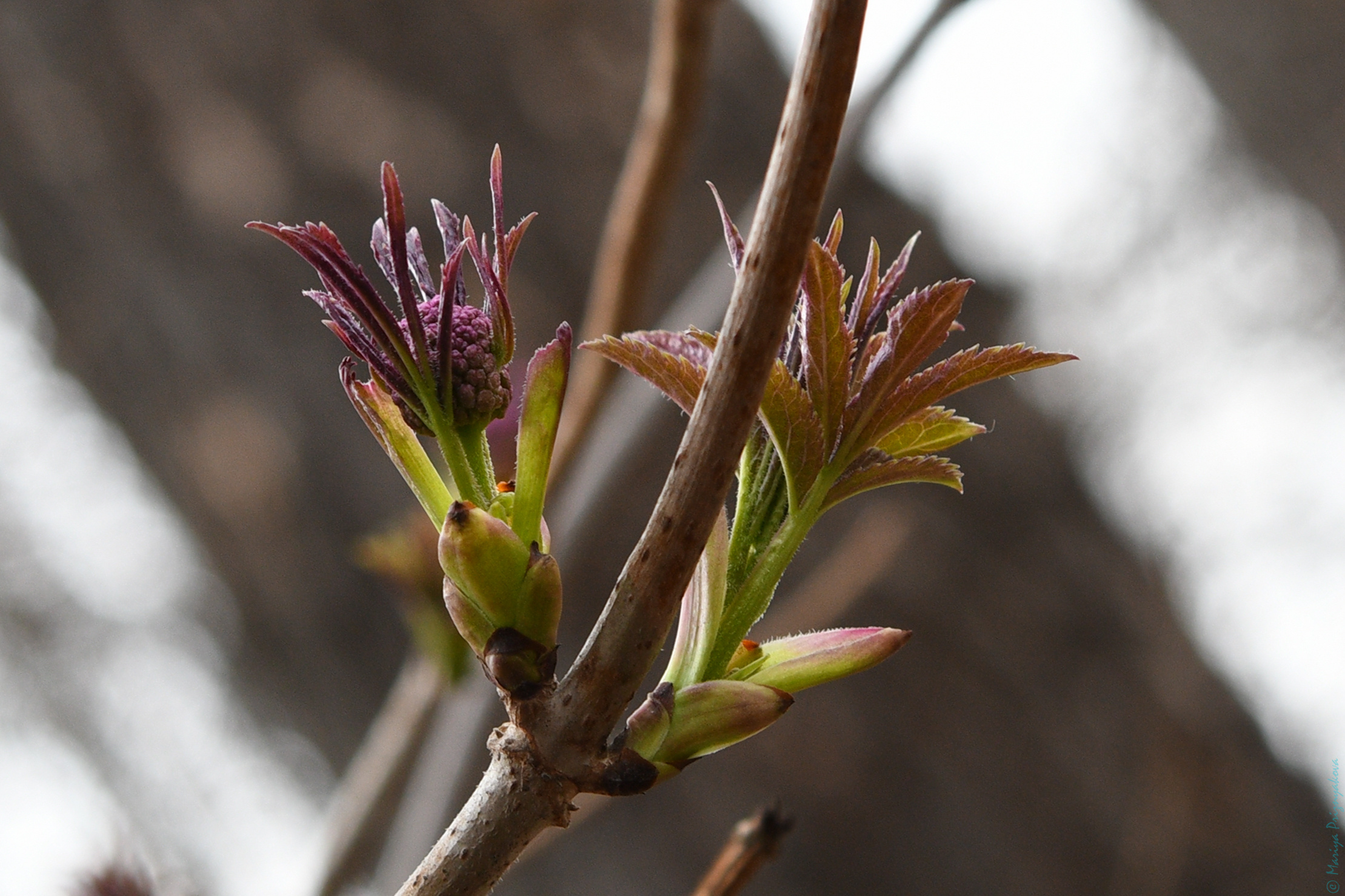 Пейзажи. Семейный и индивидуальный фотограф Life style в Санкт-Петербурге Мария