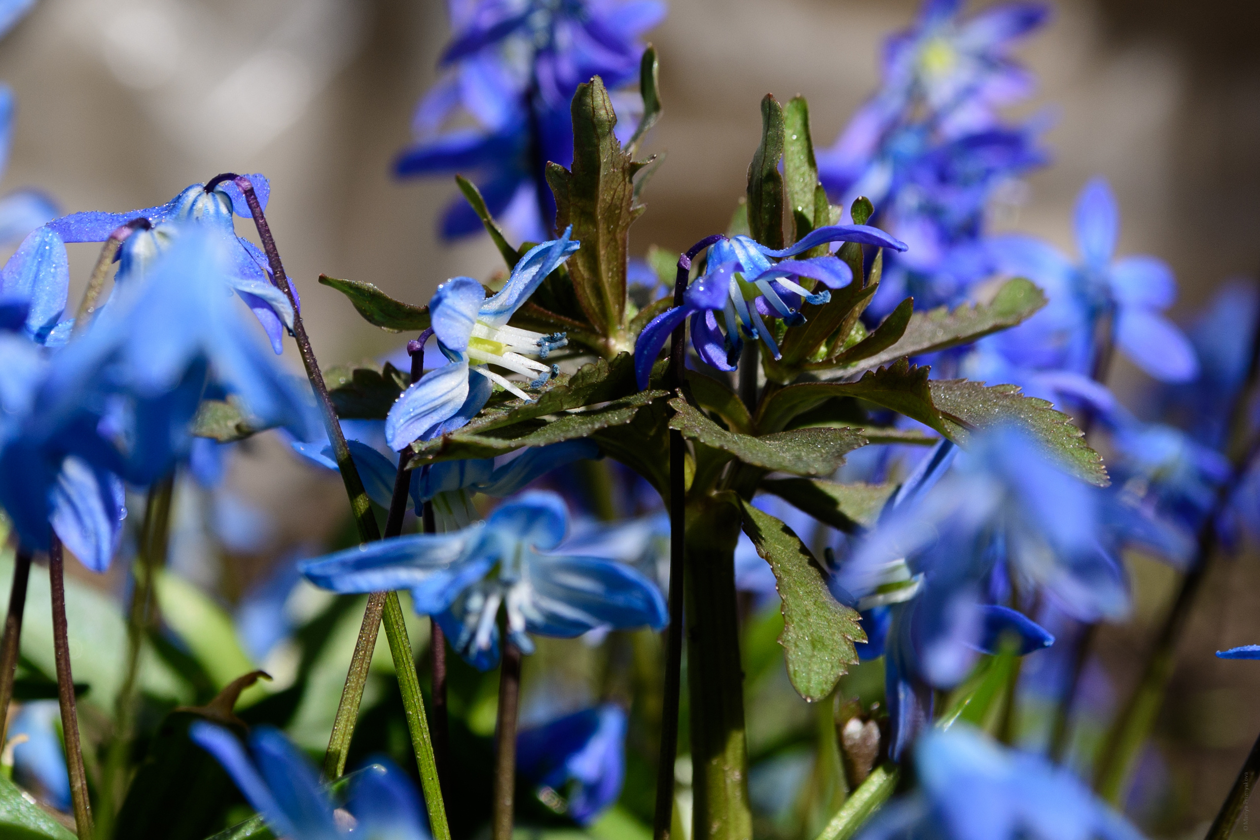 Цветы. Семейный и индивидуальный фотограф Life style в Санкт-Петербурге Мария