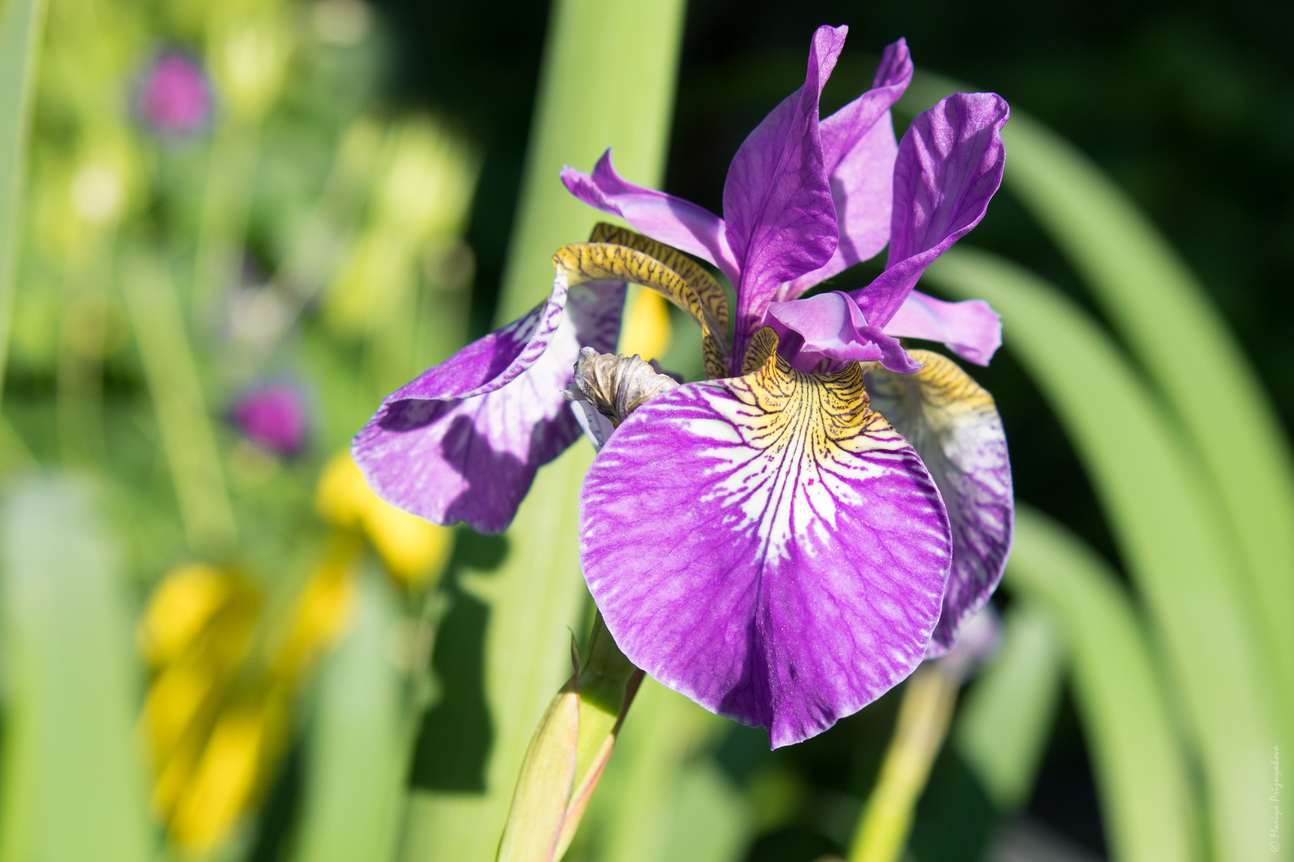Цветы. Семейный и индивидуальный фотограф Life style в Санкт-Петербурге Мария