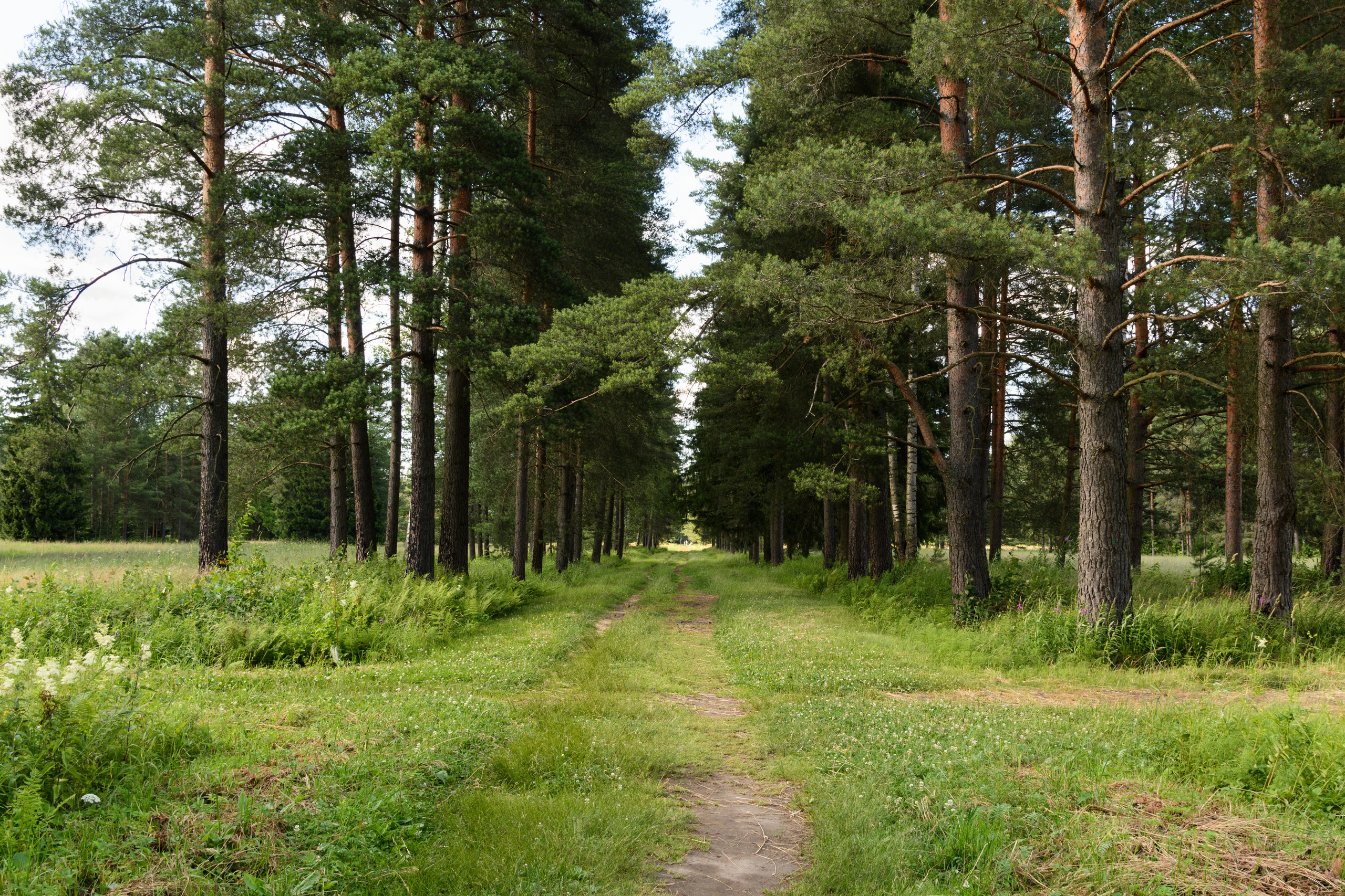 Пейзажи. Семейный и индивидуальный фотограф Life style в Санкт-Петербурге Мария
