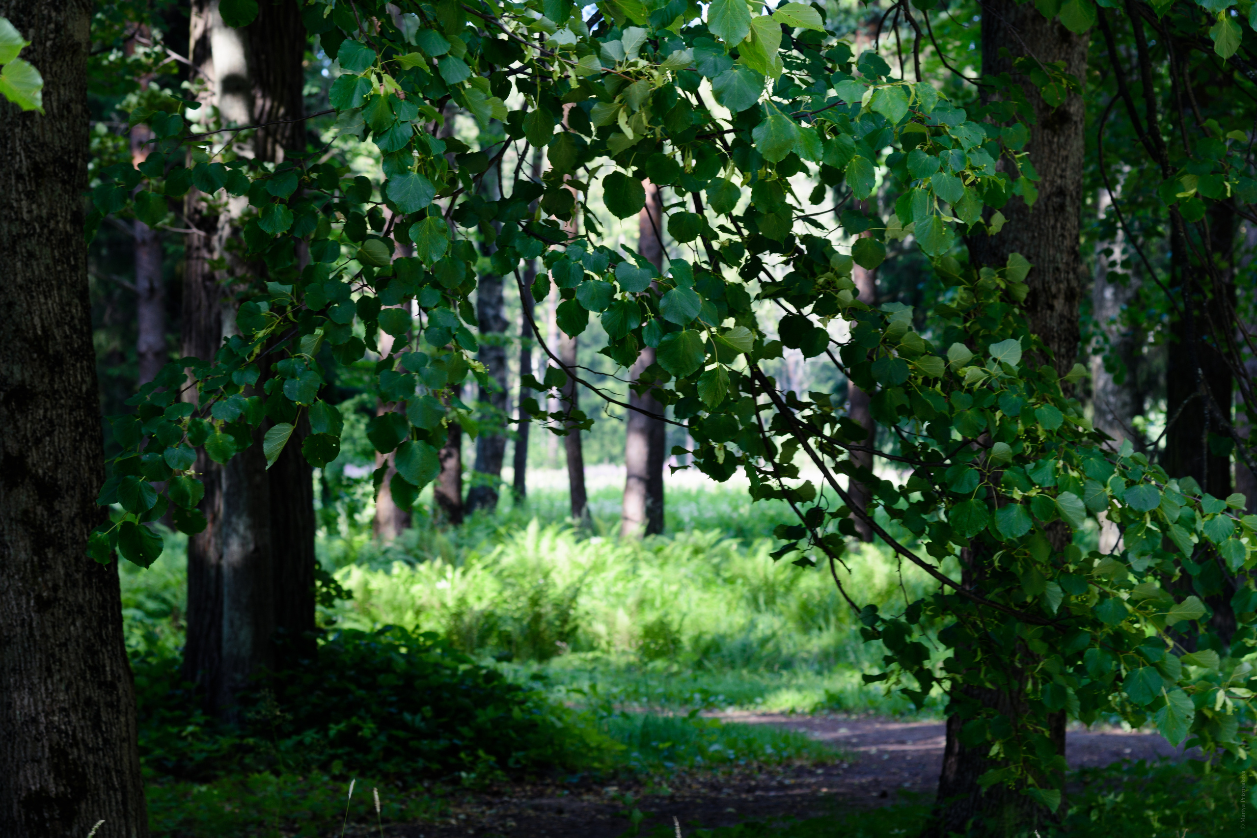 Пейзажи. Семейный и индивидуальный фотограф Life style в Санкт-Петербурге Мария