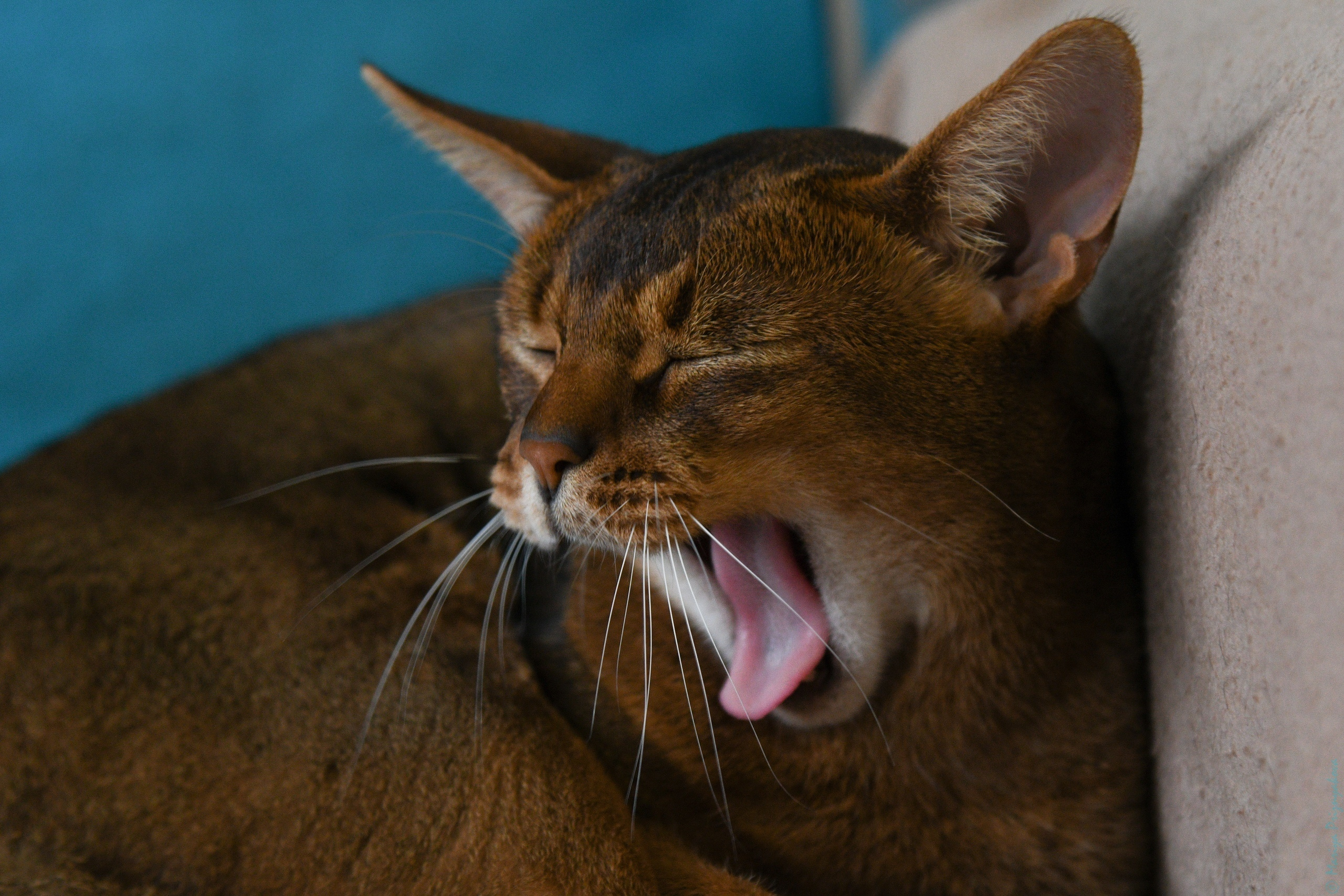 Фотосет: Хербот. Семейный и индивидуальный фотограф Life style в Санкт-Петербурге Мария