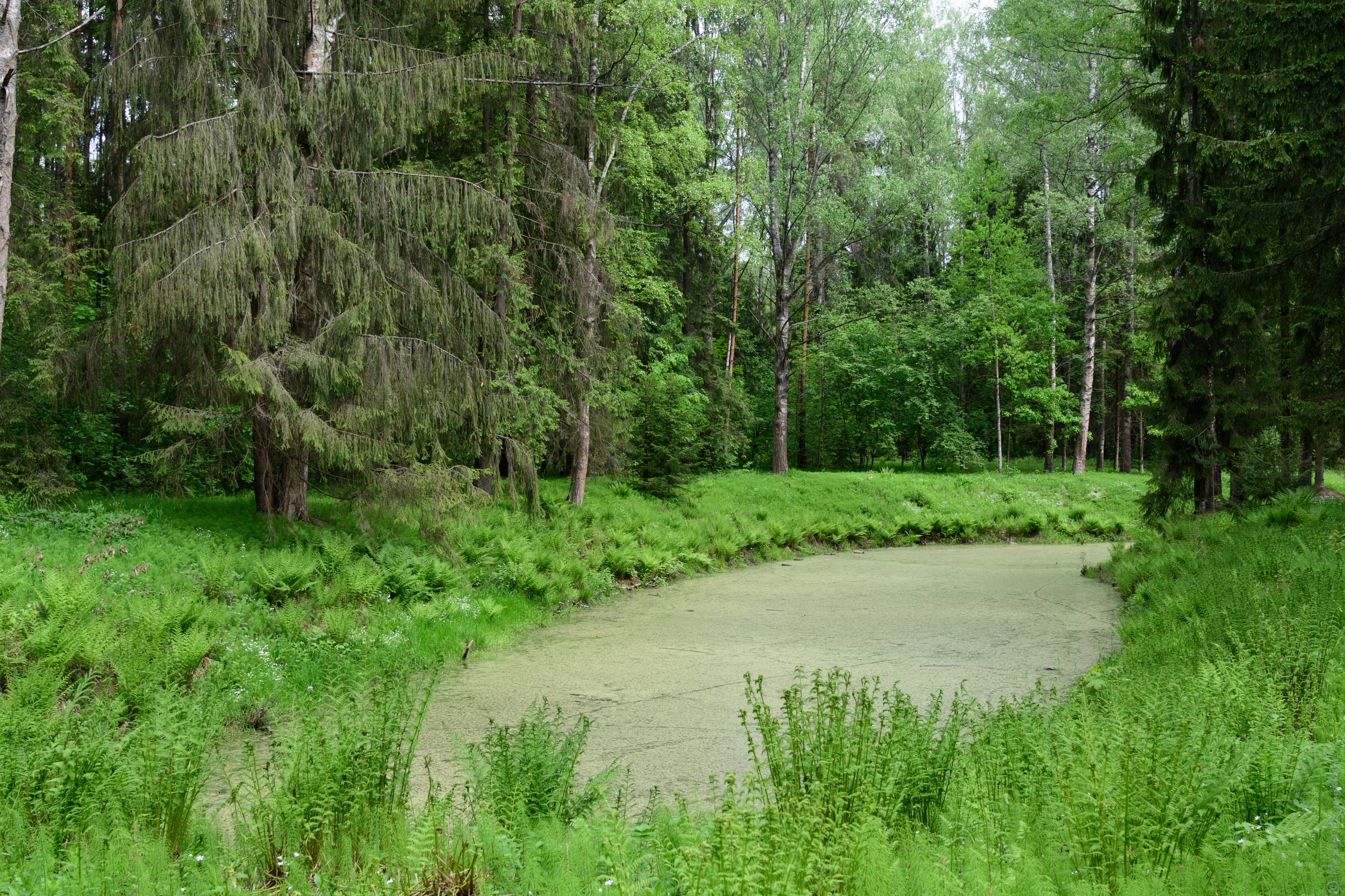 Пейзажи. Семейный и индивидуальный фотограф Life style в Санкт-Петербурге Мария