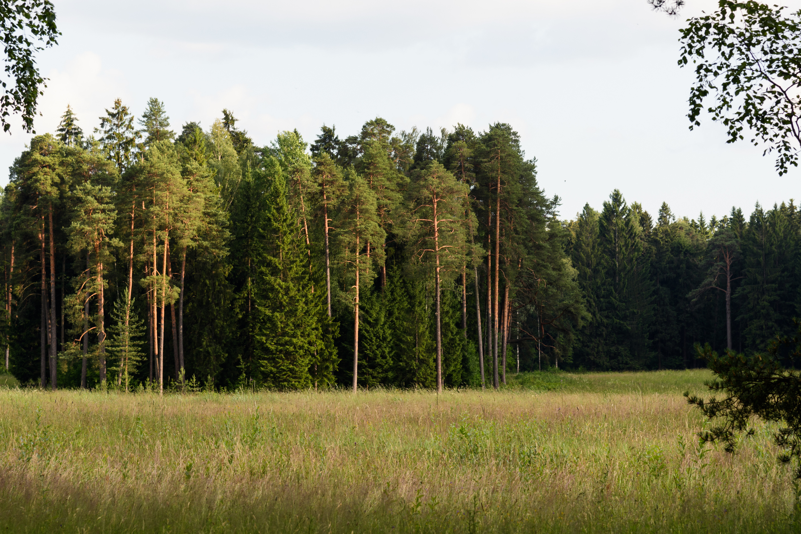 Пейзажи. Семейный и индивидуальный фотограф Life style в Санкт-Петербурге Мария
