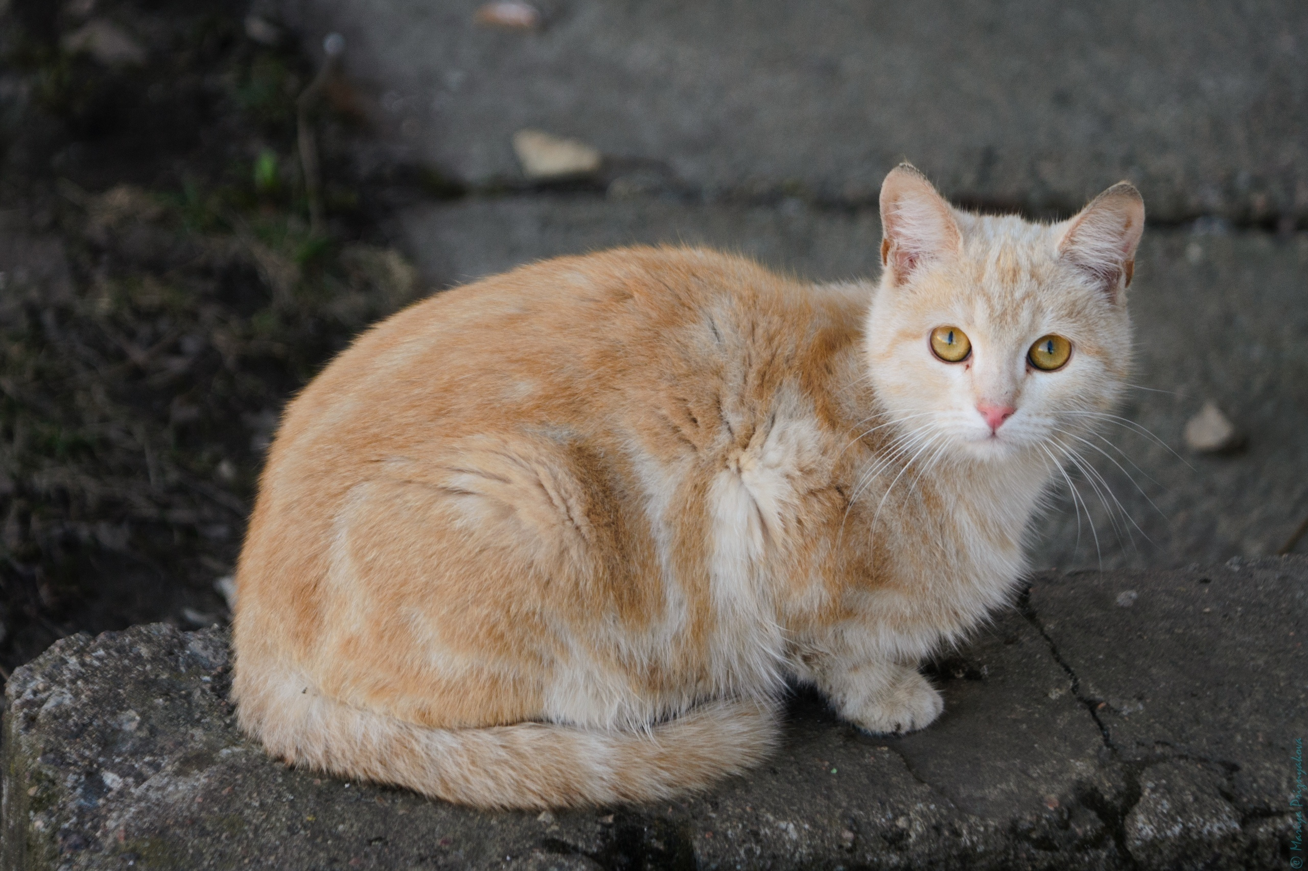 Уличные кошки. Семейный и индивидуальный фотограф Life style в Санкт-Петербурге Мария