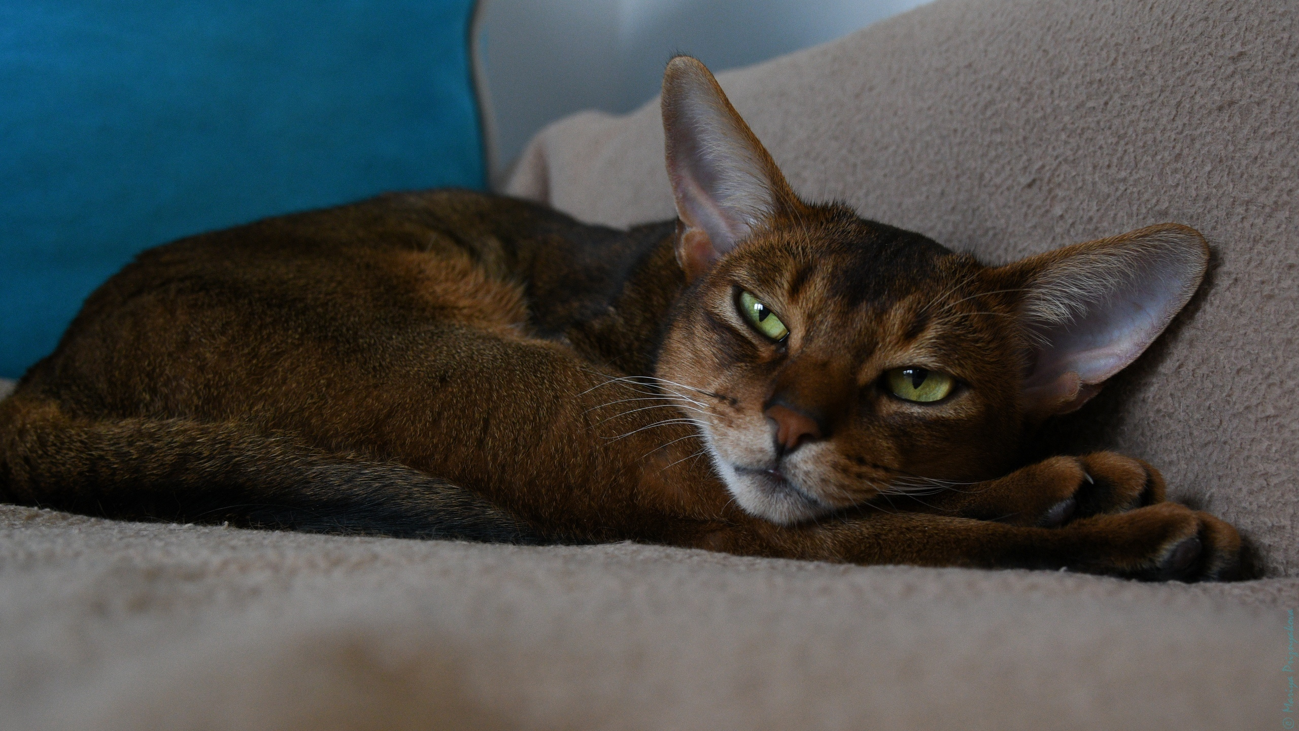 Фотосет: Хербот. Семейный и индивидуальный фотограф Life style в Санкт-Петербурге Мария