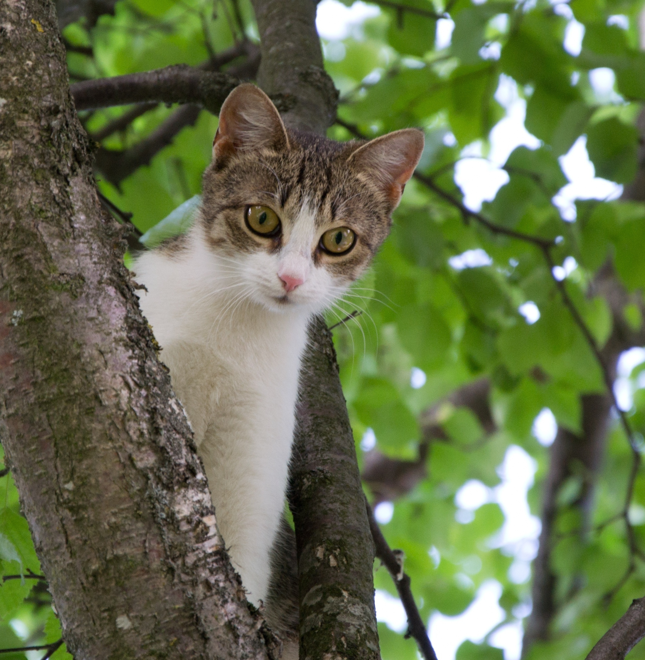 Домашние кошки. Семейный и индивидуальный фотограф Life style в Санкт-Петербурге Мария