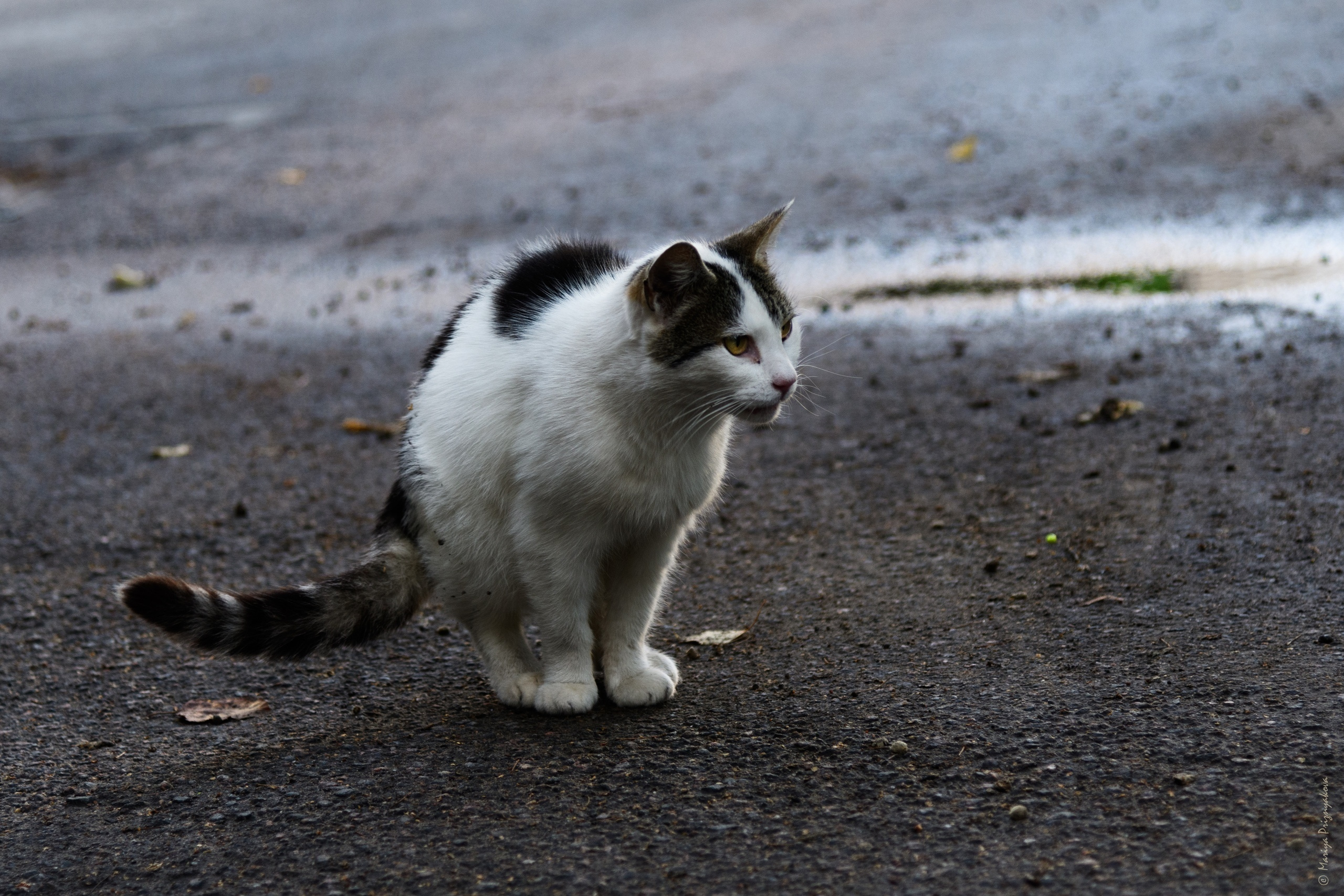 Уличные кошки. Семейный и индивидуальный фотограф Life style в Санкт-Петербурге Мария