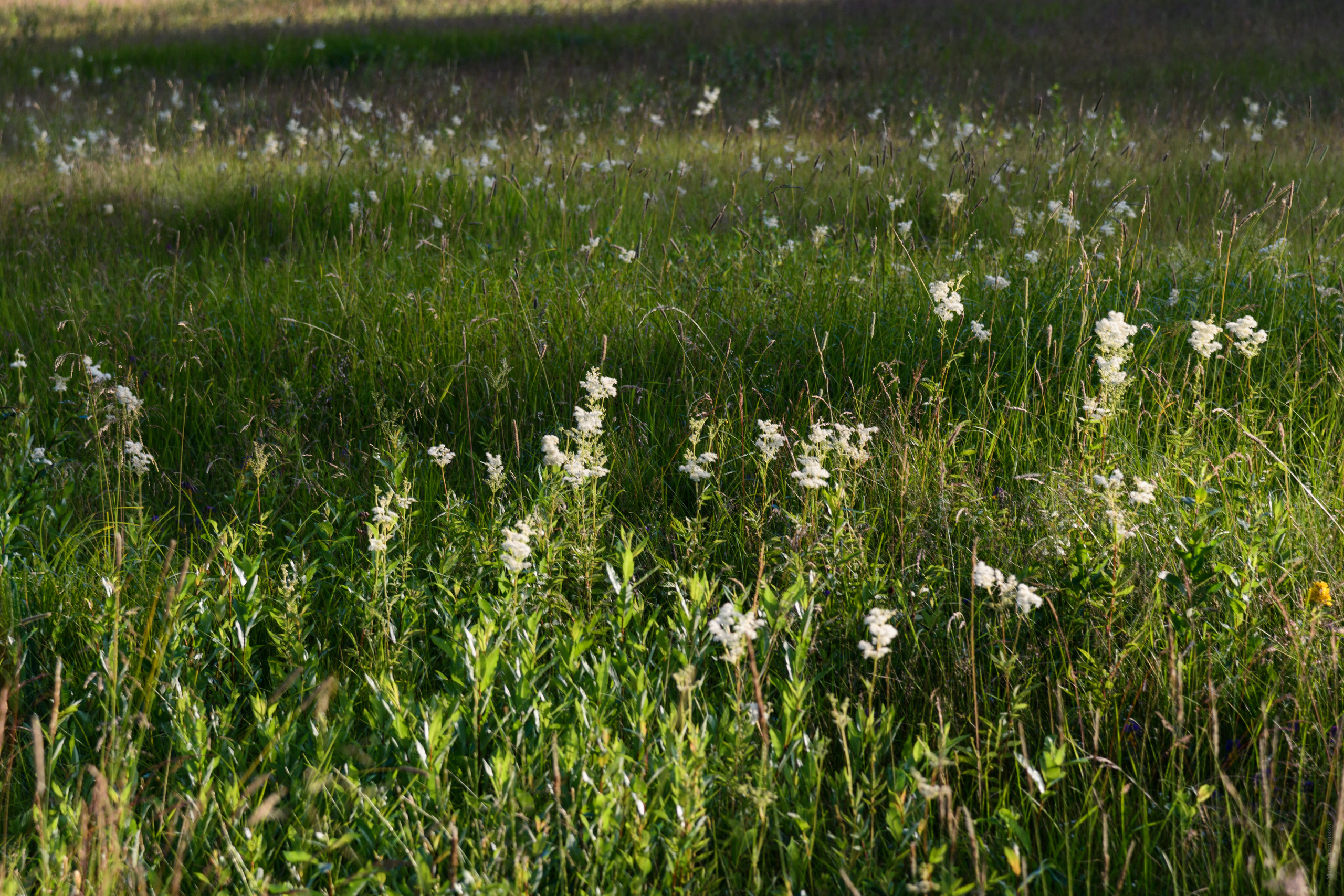 Пейзажи. Семейный и индивидуальный фотограф Life style в Санкт-Петербурге Мария