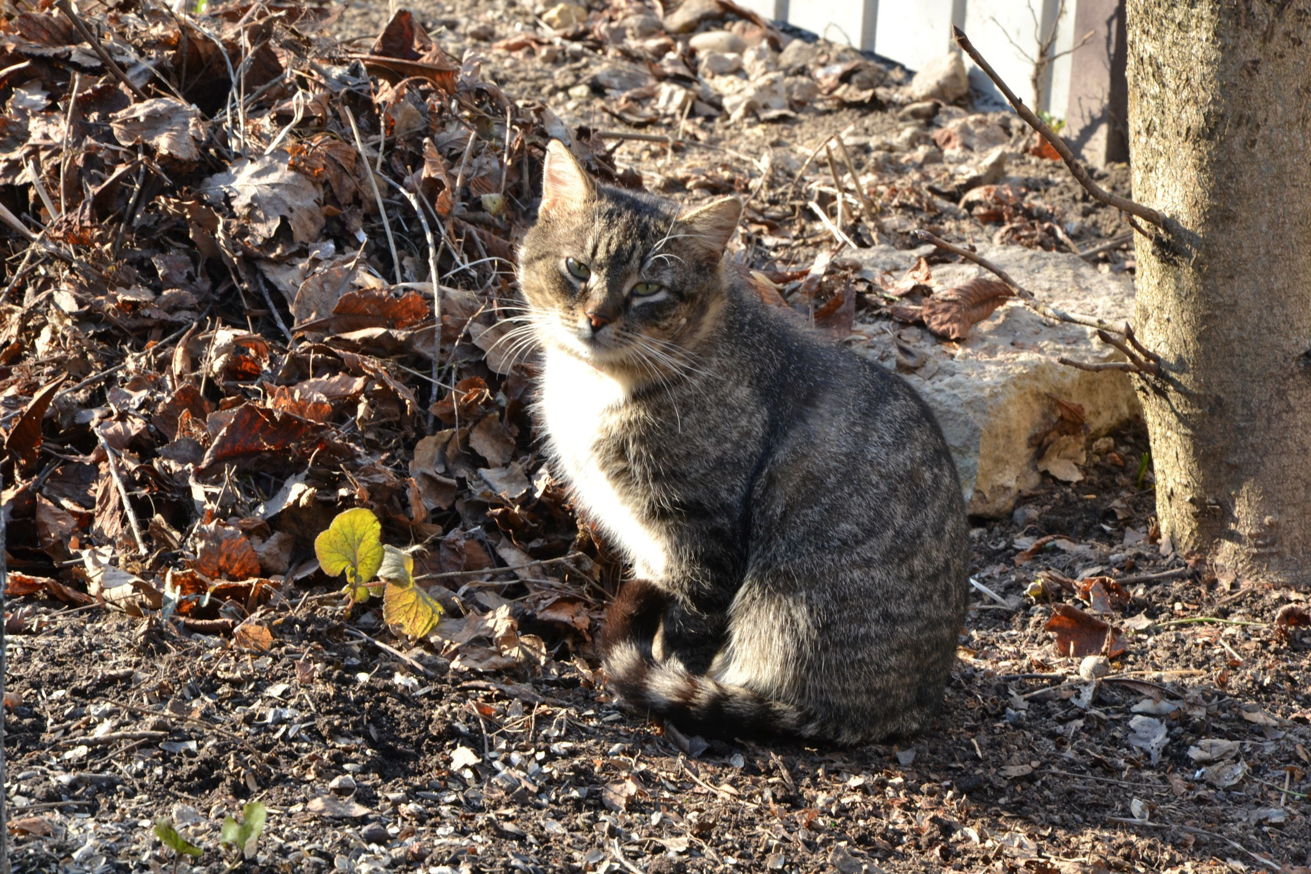 Домашние кошки. Семейный и индивидуальный фотограф Life style в Санкт-Петербурге Мария