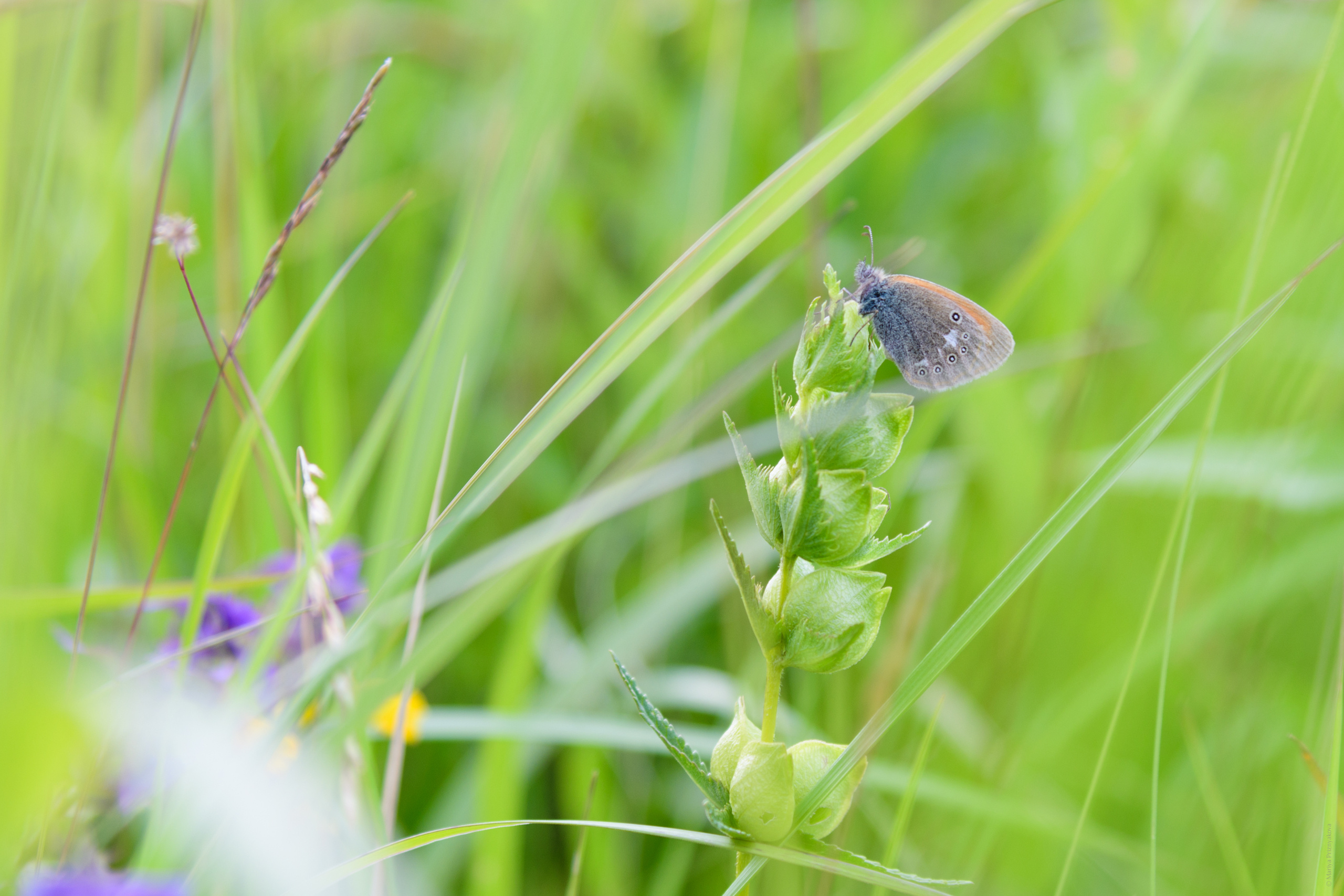 Пейзажи. Семейный и индивидуальный фотограф Life style в Санкт-Петербурге Мария