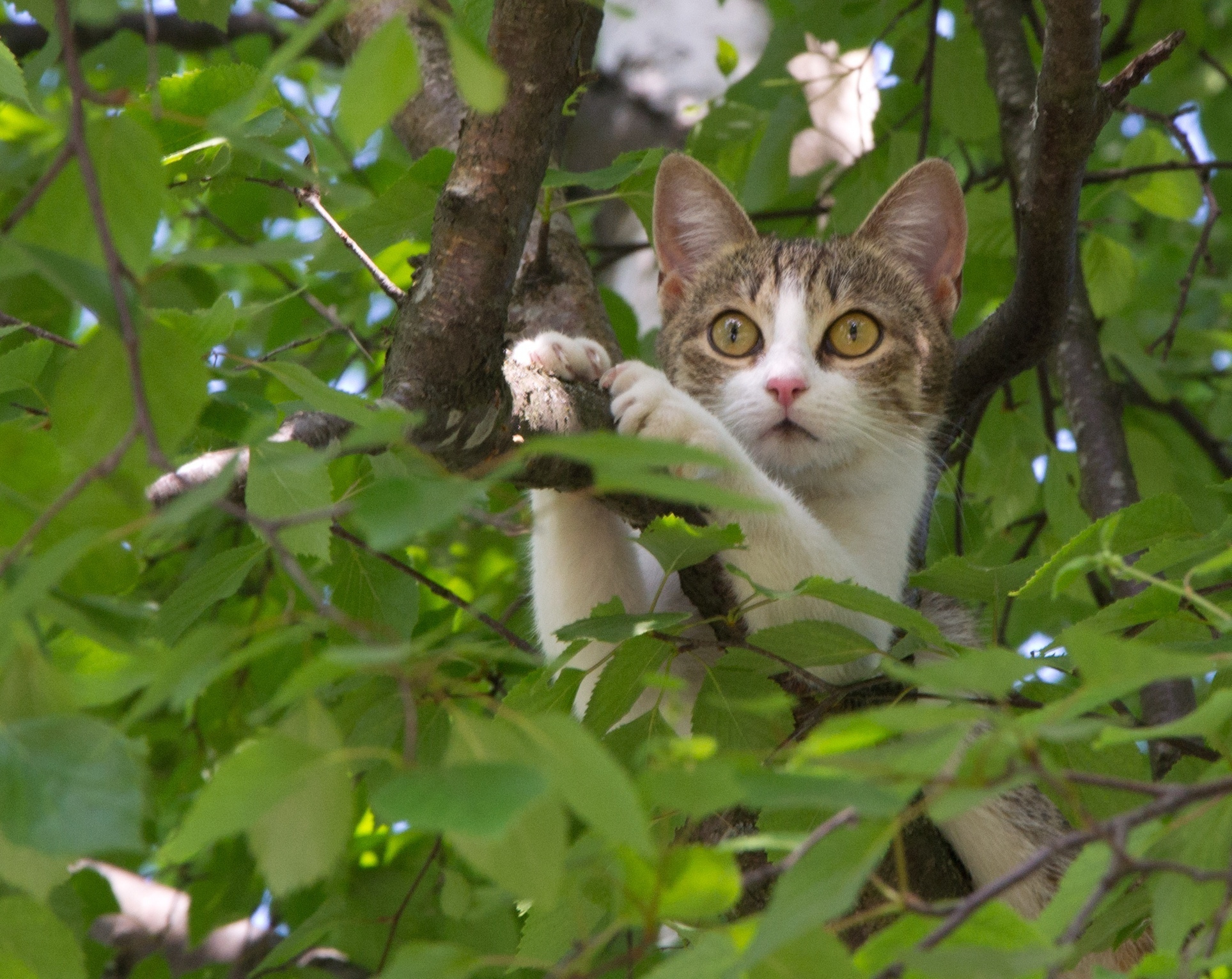 Домашние кошки. Семейный и индивидуальный фотограф Life style в Санкт-Петербурге Мария