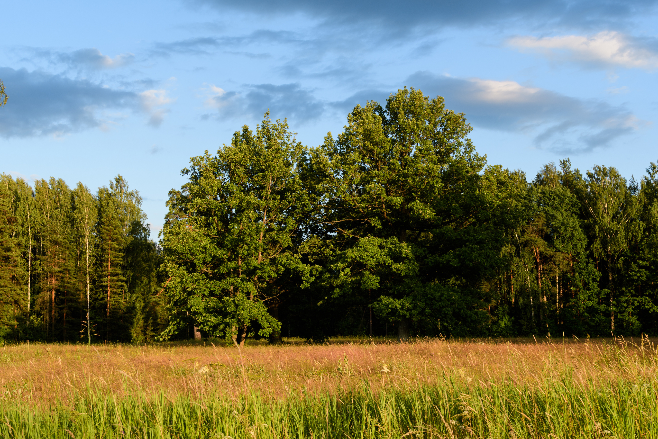 Пейзажи. Семейный и индивидуальный фотограф Life style в Санкт-Петербурге Мария