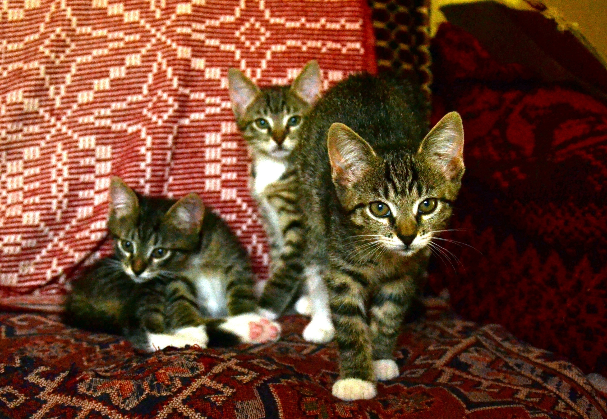 Домашние кошки. Семейный и индивидуальный фотограф Life style в Санкт-Петербурге Мария