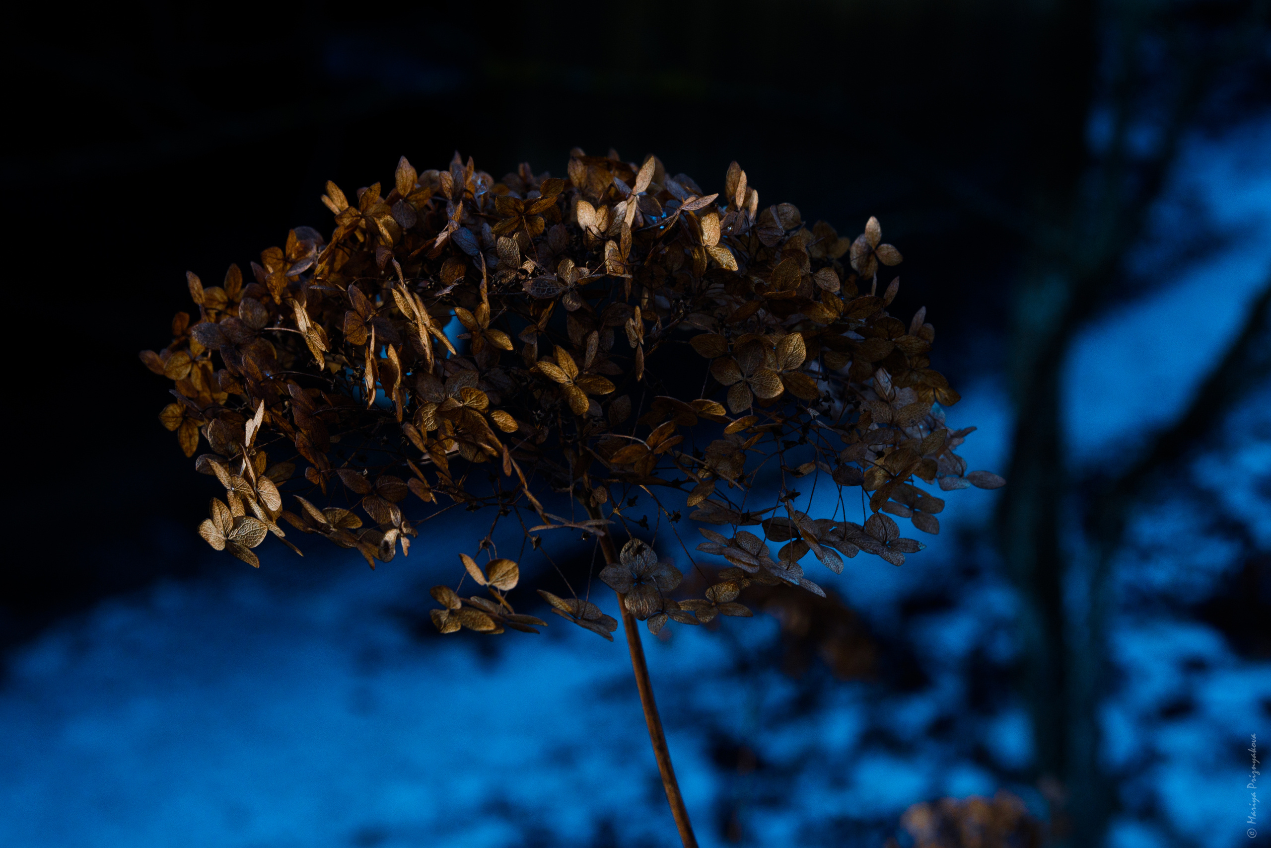 Цветы. Семейный и индивидуальный фотограф Life style в Санкт-Петербурге Мария