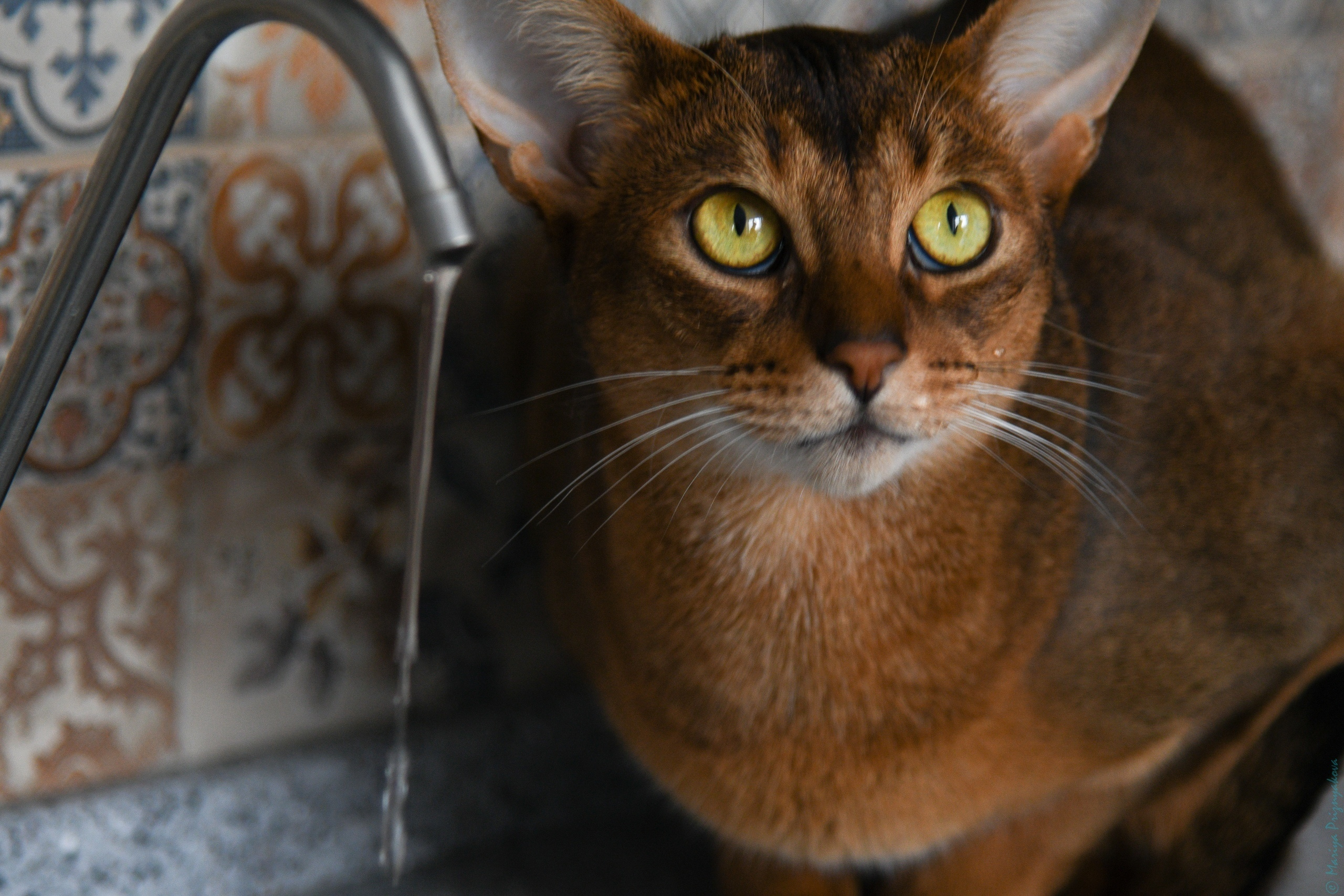 Фотосет: Хербот. Семейный и индивидуальный фотограф Life style в Санкт-Петербурге Мария