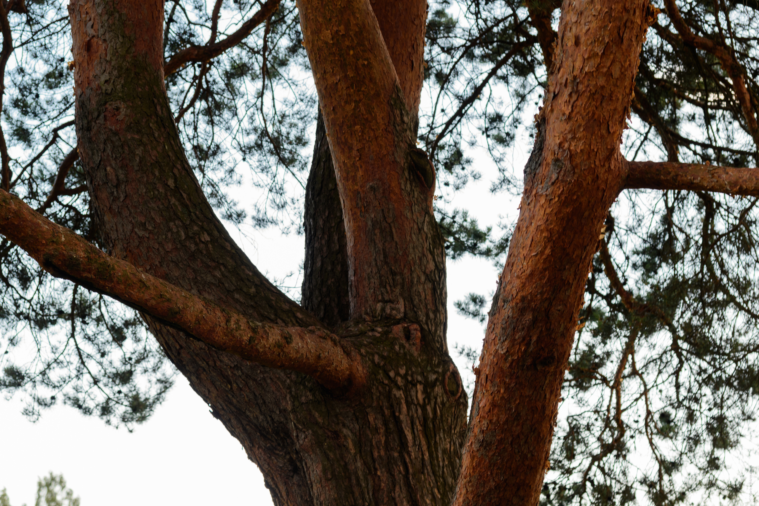 Пейзажи. Семейный и индивидуальный фотограф Life style в Санкт-Петербурге Мария