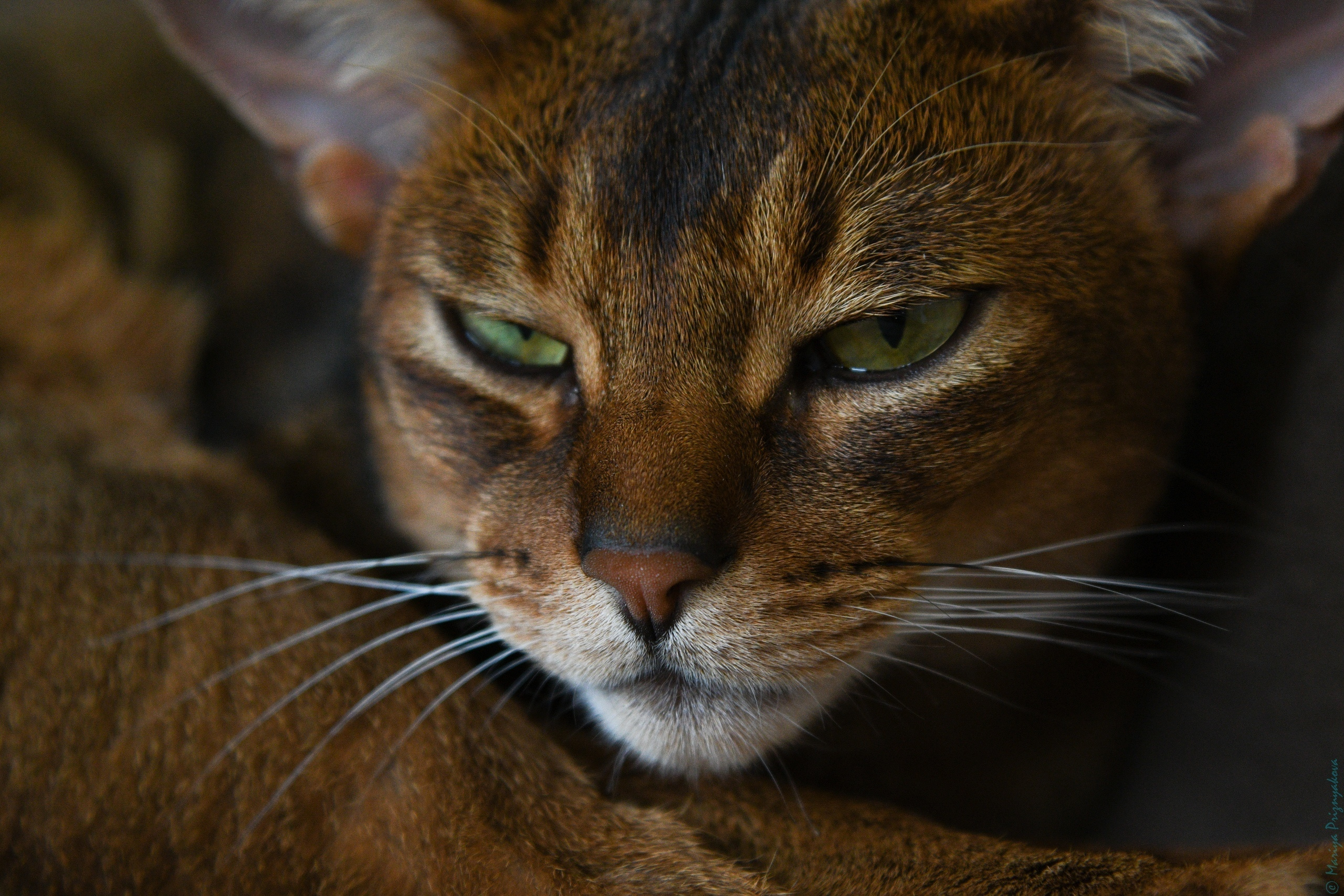 Фотосет: Хербот. Семейный и индивидуальный фотограф Life style в Санкт-Петербурге Мария