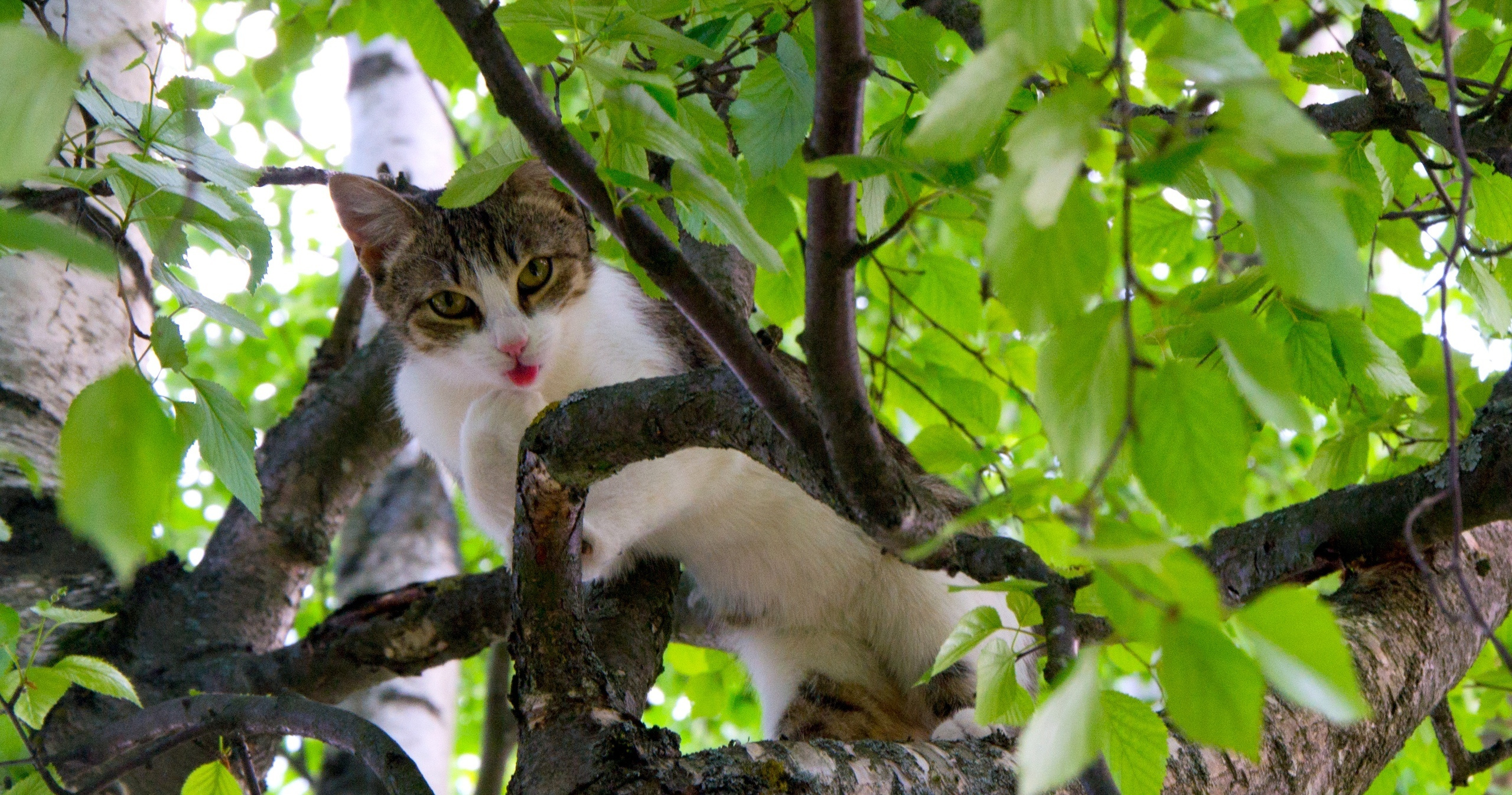 Домашние кошки. Семейный и индивидуальный фотограф Life style в Санкт-Петербурге Мария
