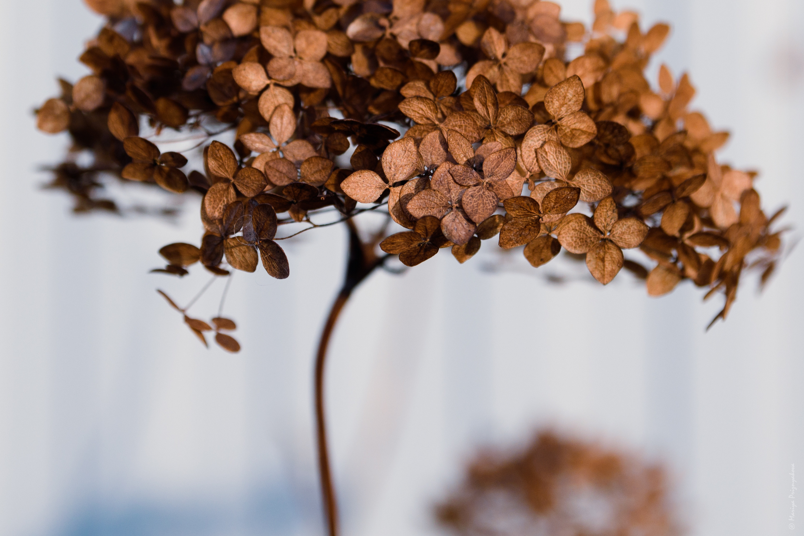 Цветы. Семейный и индивидуальный фотограф Life style в Санкт-Петербурге Мария