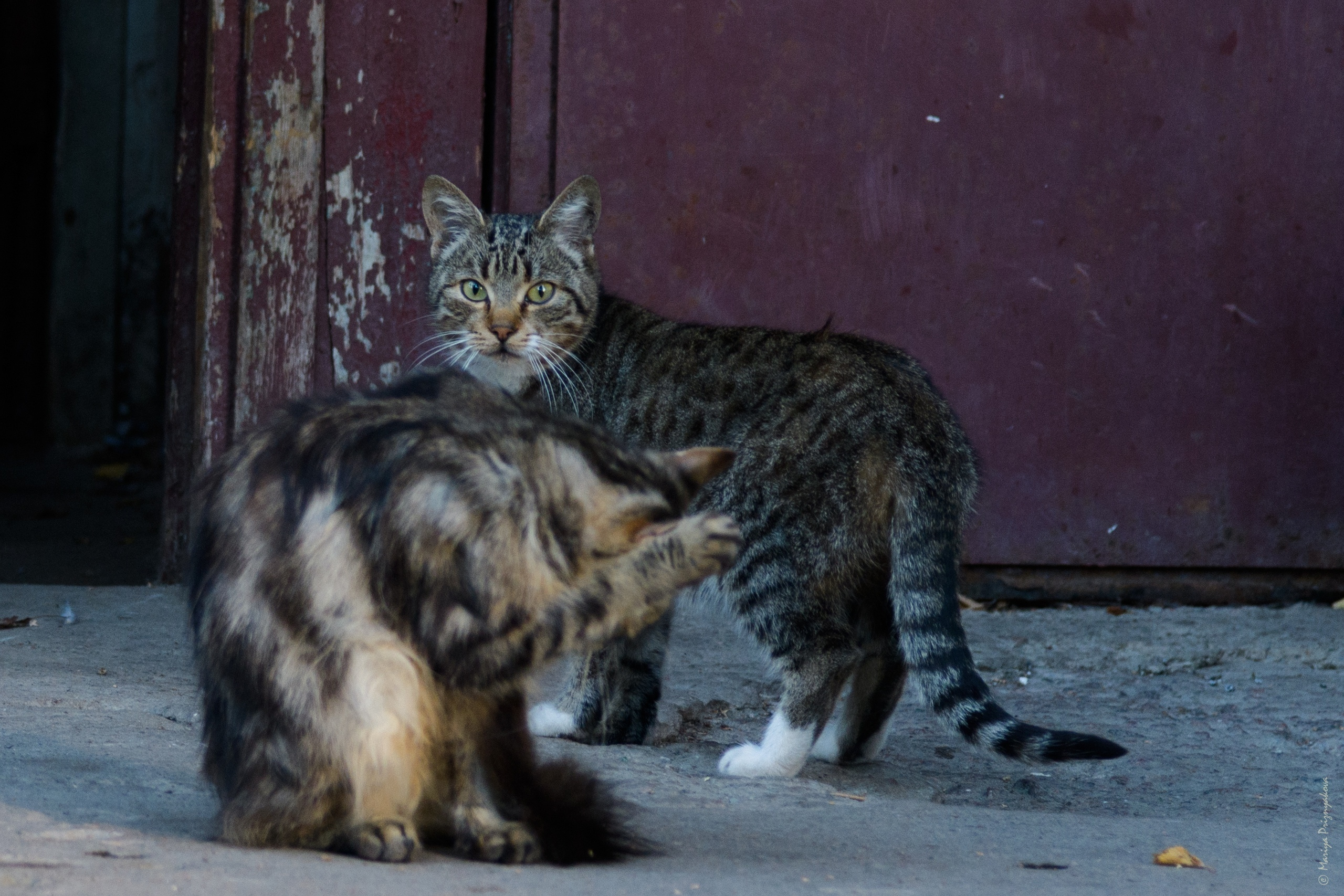 Уличные кошки. Семейный и индивидуальный фотограф Life style в Санкт-Петербурге Мария