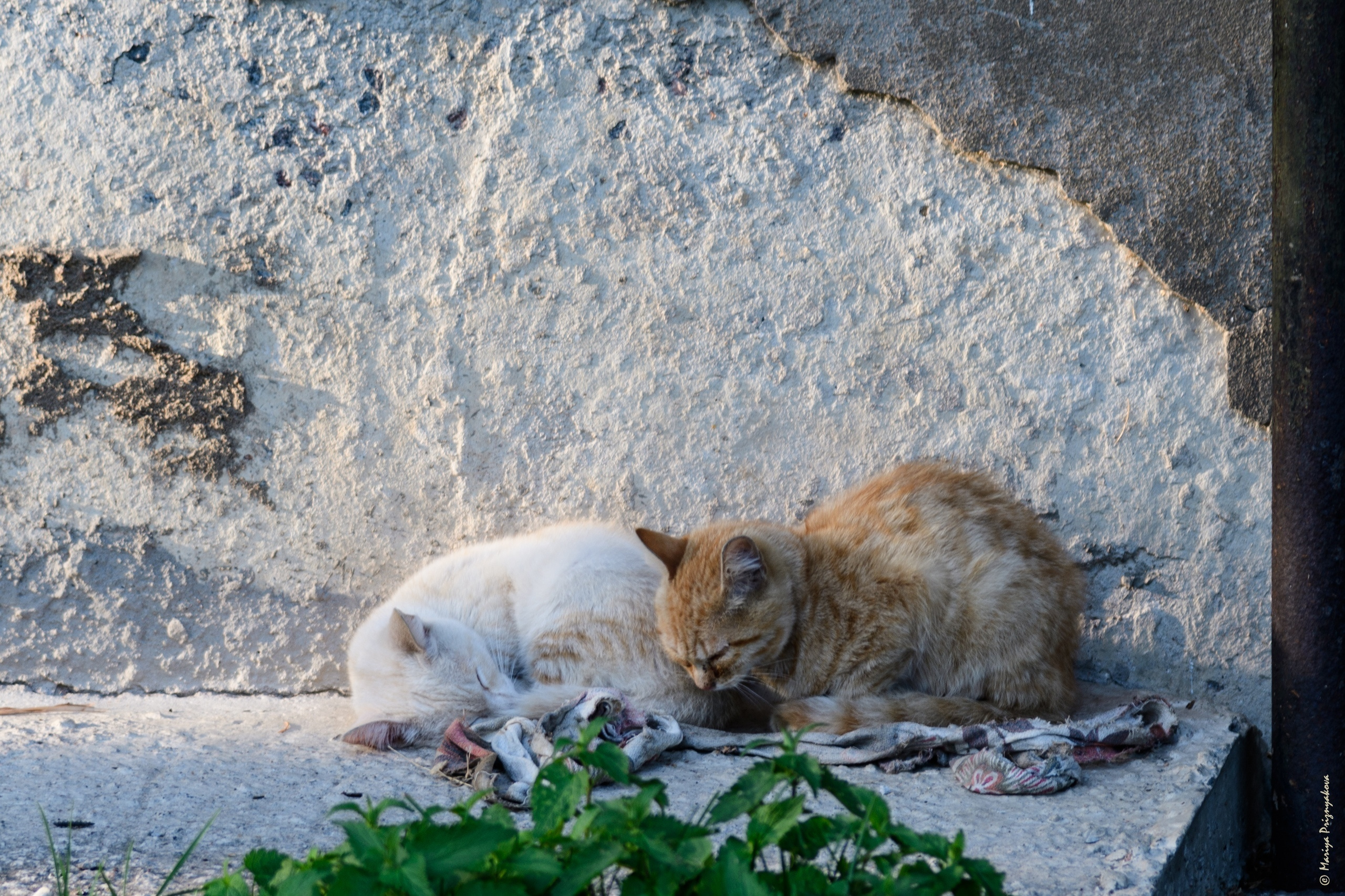 Уличные кошки. Семейный и индивидуальный фотограф Life style в Санкт-Петербурге Мария