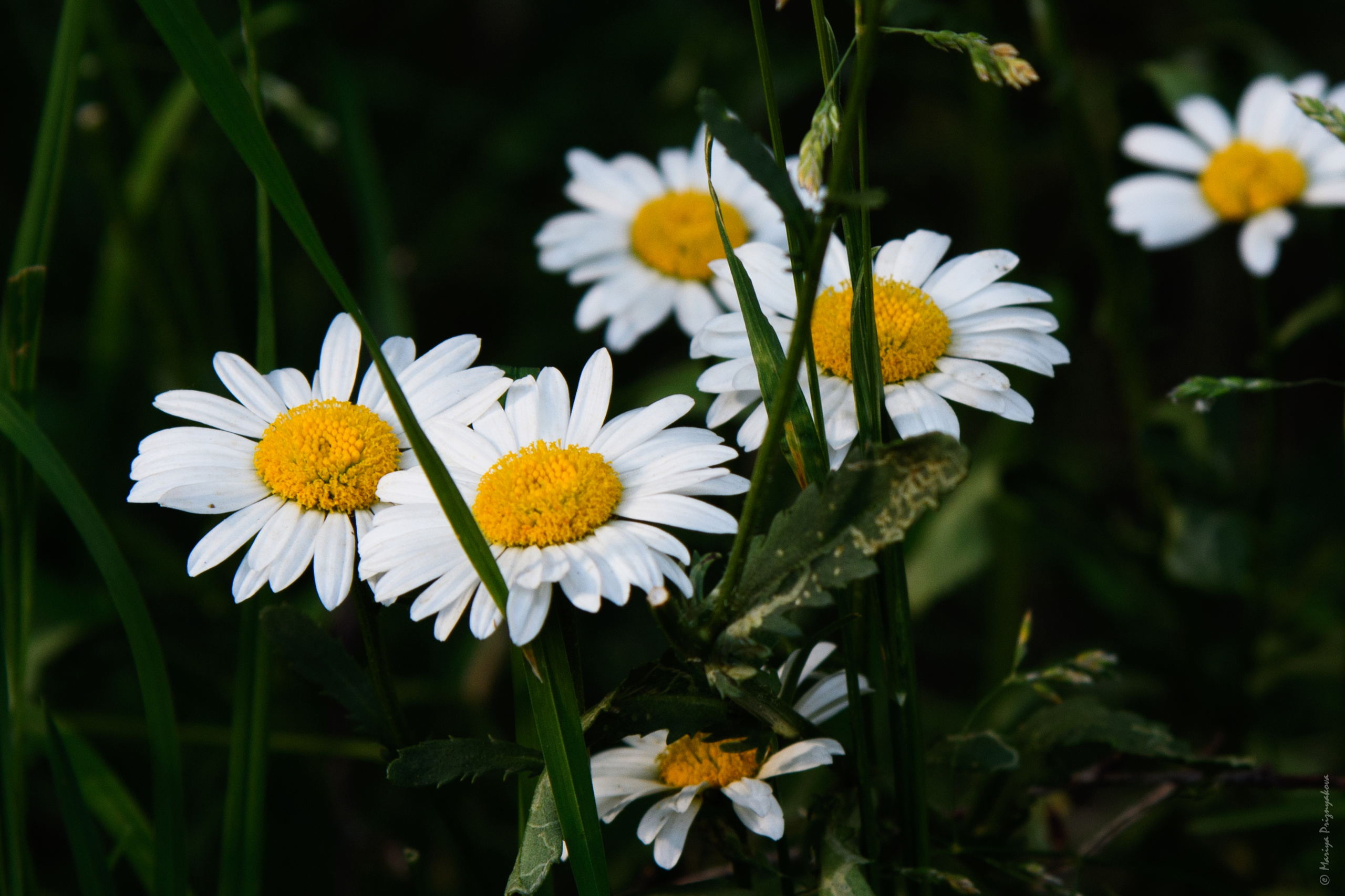 Цветы. Семейный и индивидуальный фотограф Life style в Санкт-Петербурге Мария
