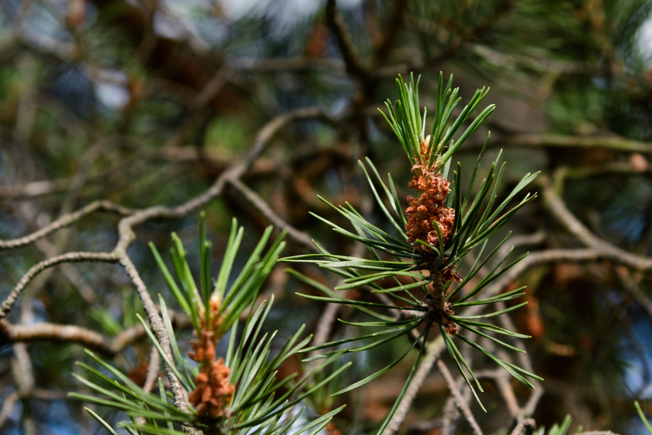 Пейзажи. Семейный и индивидуальный фотограф Life style в Санкт-Петербурге Мария