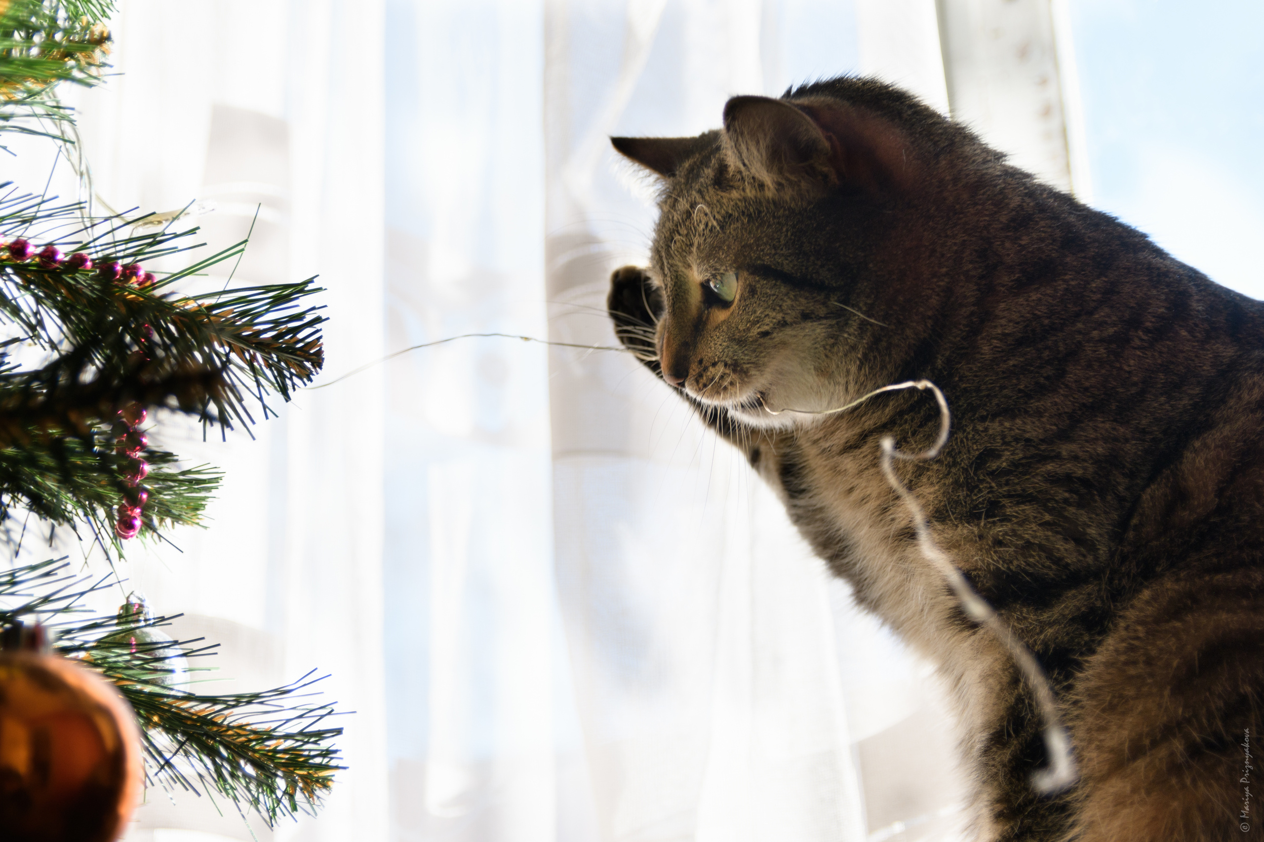 Домашние кошки. Семейный и индивидуальный фотограф Life style в Санкт-Петербурге Мария