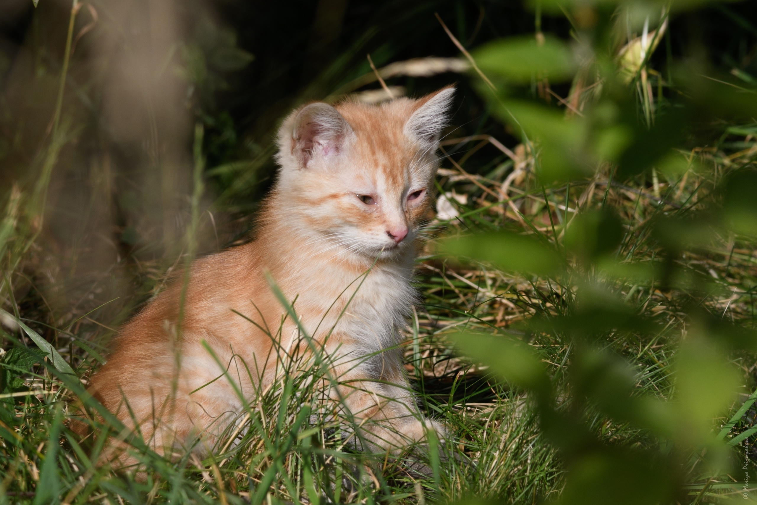 Уличные кошки. Семейный и индивидуальный фотограф Life style в Санкт-Петербурге Мария