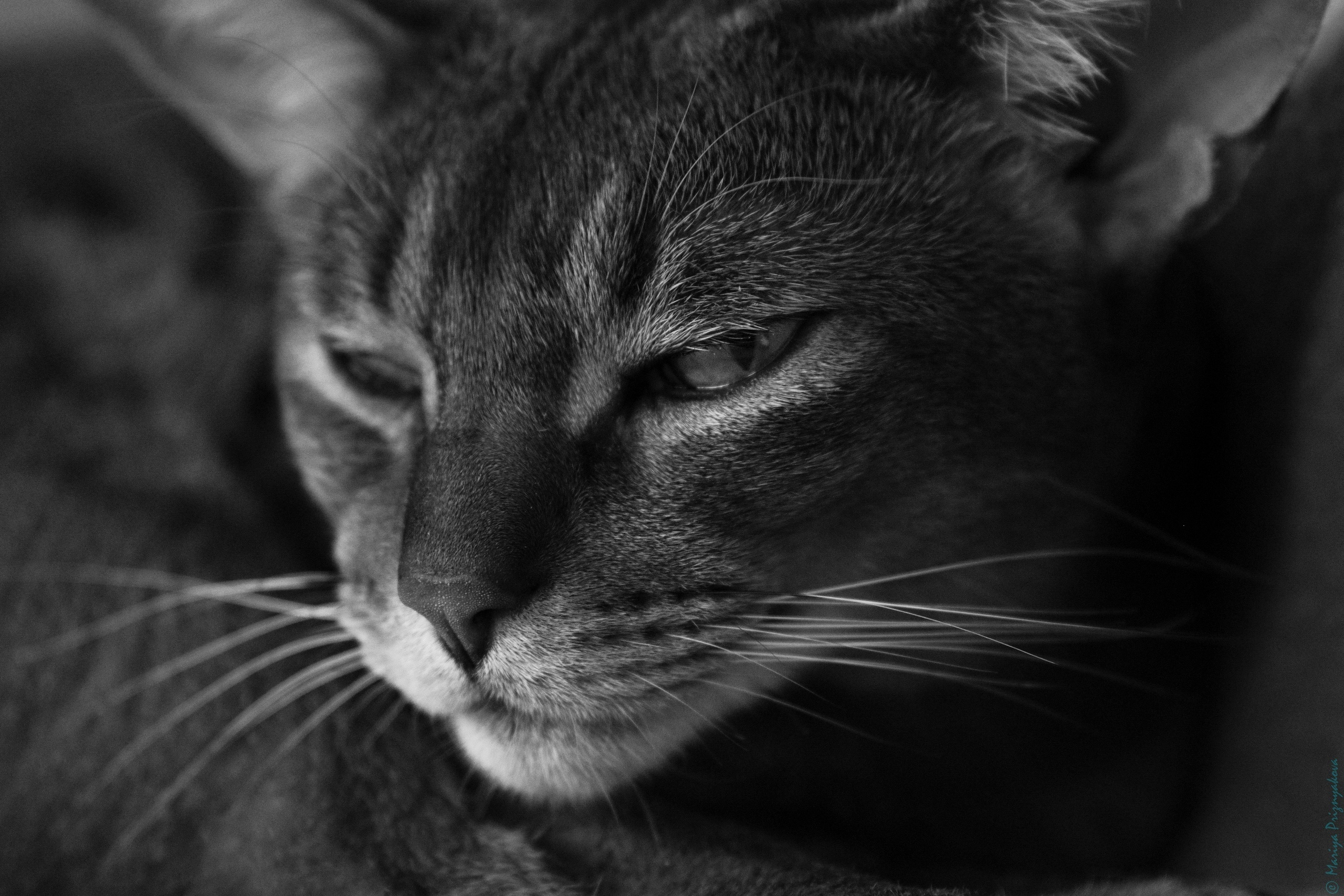 Фотосет: Хербот. Семейный и индивидуальный фотограф Life style в Санкт-Петербурге Мария