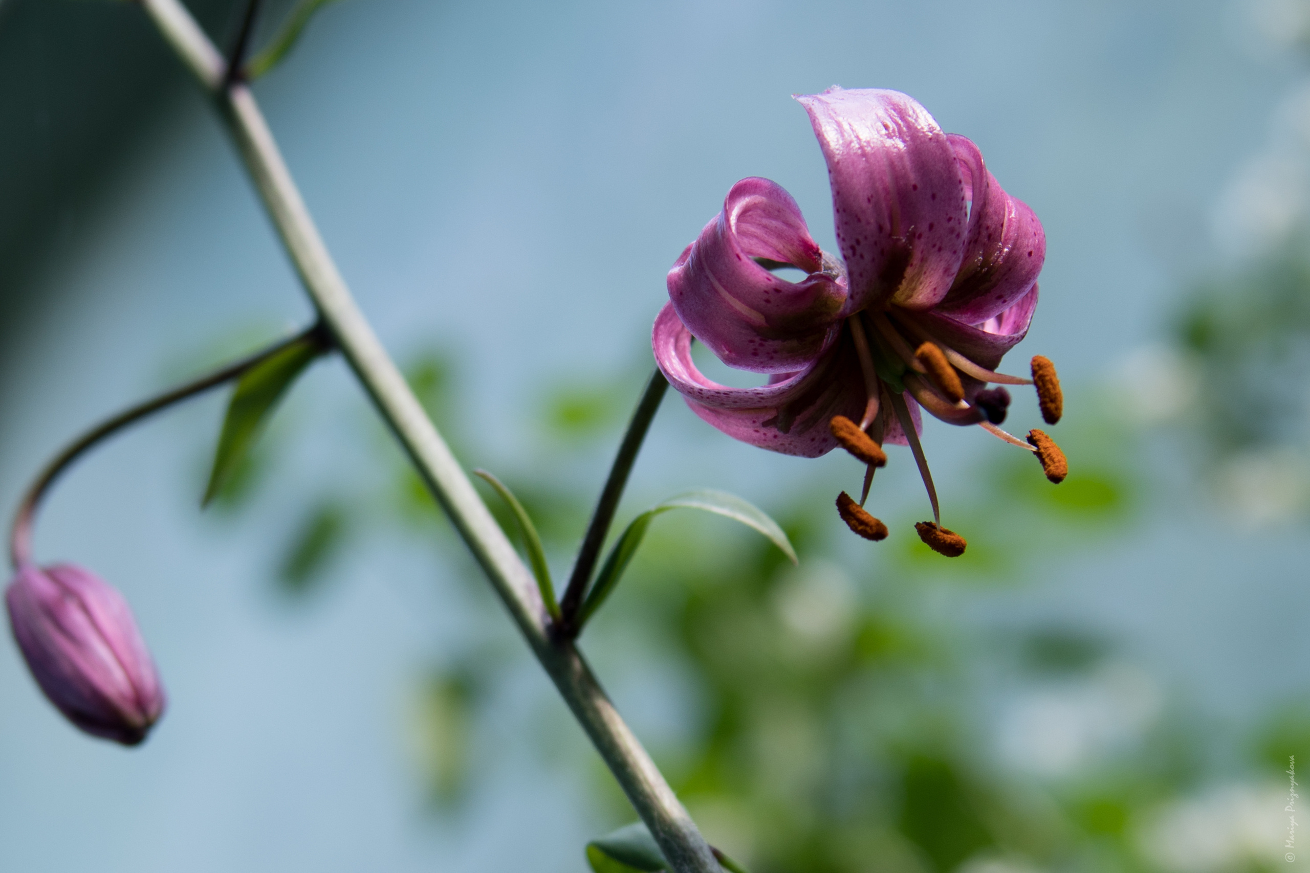 Цветы. Семейный и индивидуальный фотограф Life style в Санкт-Петербурге Мария