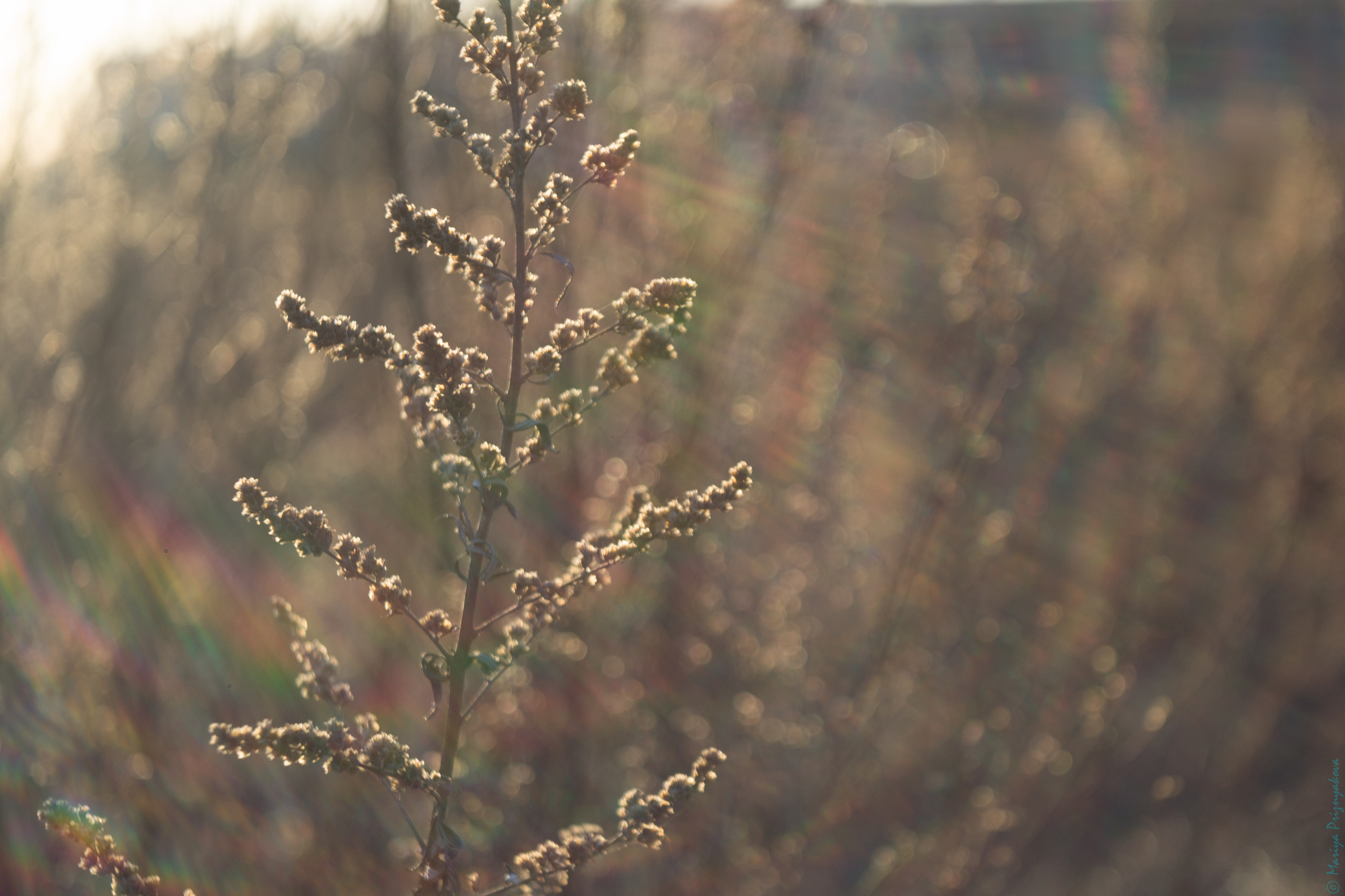 Пейзажи. Семейный и индивидуальный фотограф Life style в Санкт-Петербурге Мария