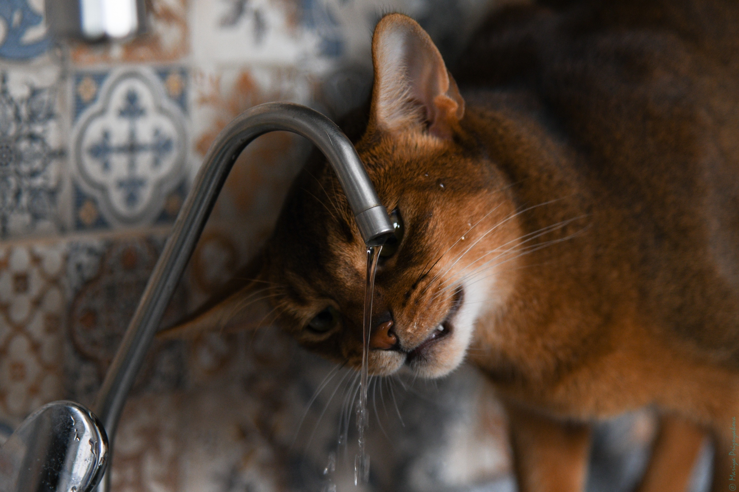 Фотосет: Хербот. Семейный и индивидуальный фотограф Life style в Санкт-Петербурге Мария