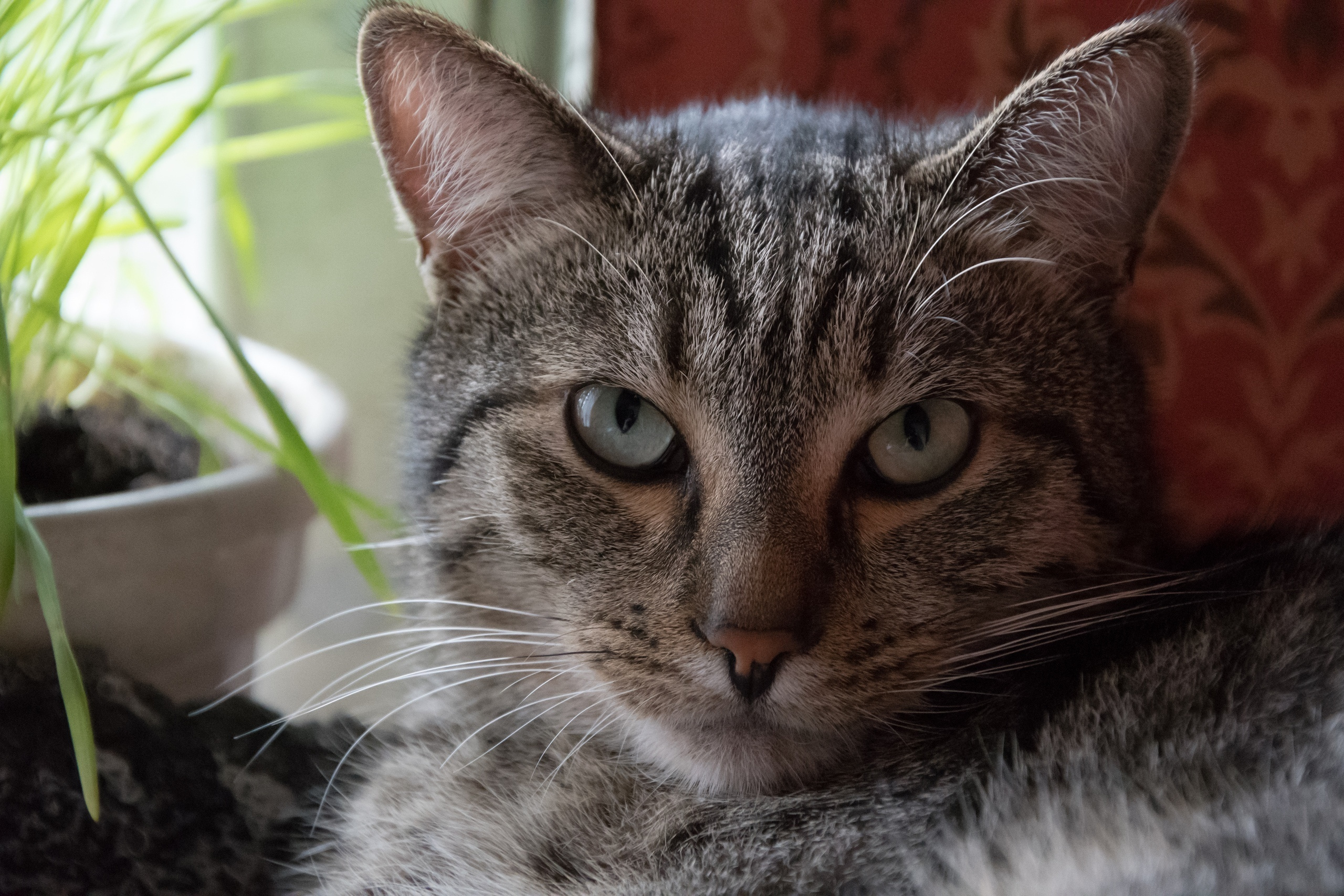 Домашние кошки. Семейный и индивидуальный фотограф Life style в Санкт-Петербурге Мария