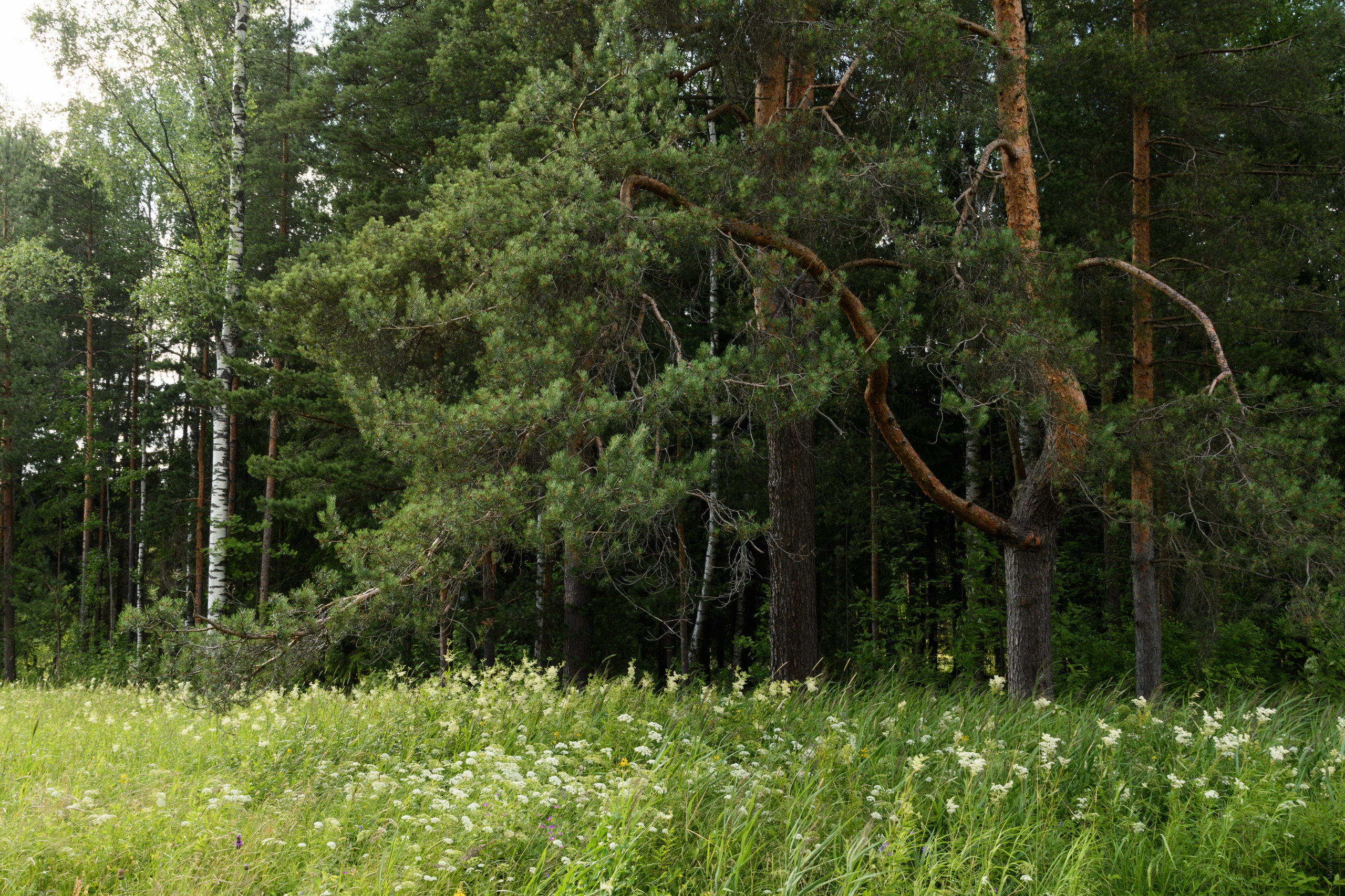 Пейзажи. Семейный и индивидуальный фотограф Life style в Санкт-Петербурге Мария