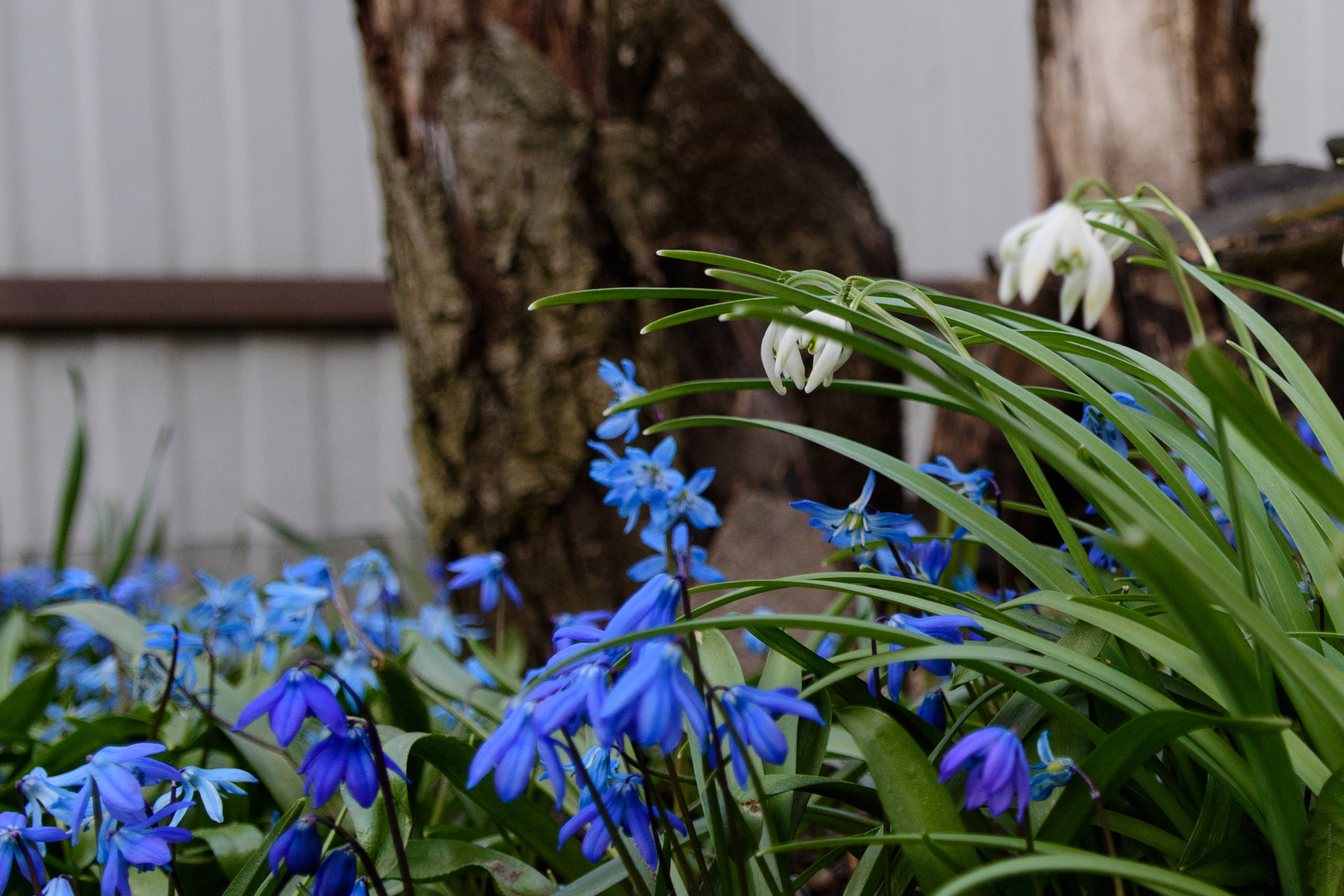 Цветы. Семейный и индивидуальный фотограф Life style в Санкт-Петербурге Мария