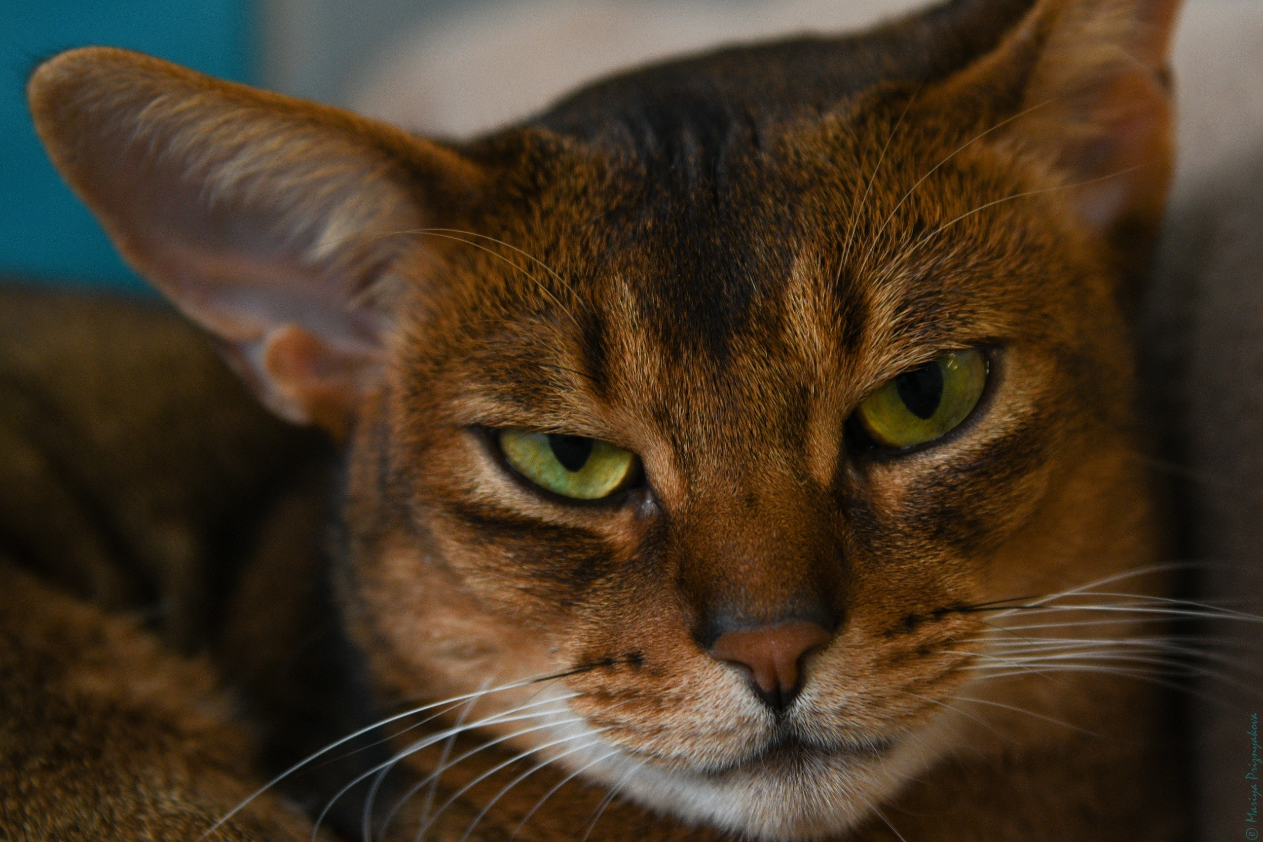 Фотосет: Хербот. Семейный и индивидуальный фотограф Life style в Санкт-Петербурге Мария