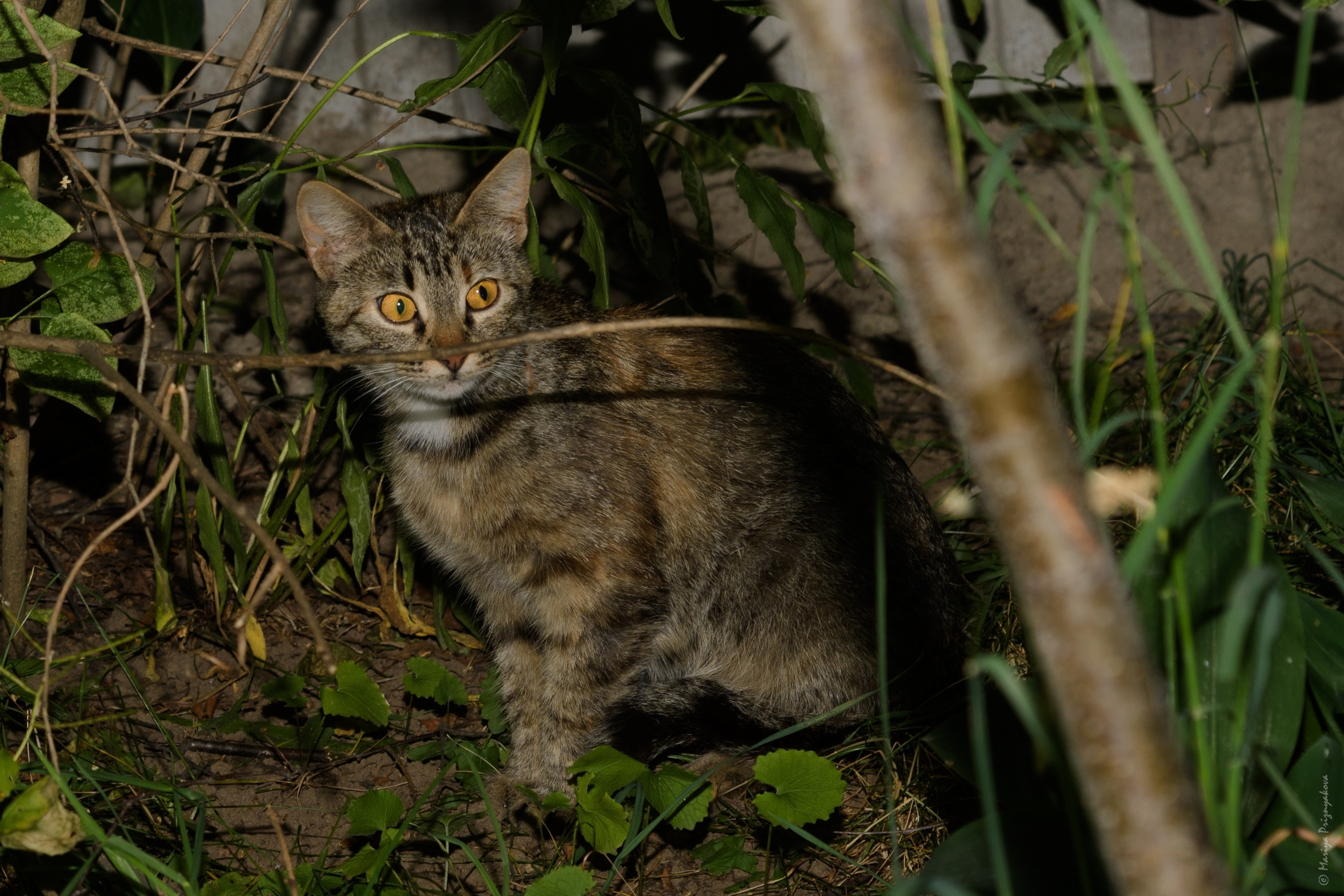Уличные кошки. Семейный и индивидуальный фотограф Life style в Санкт-Петербурге Мария