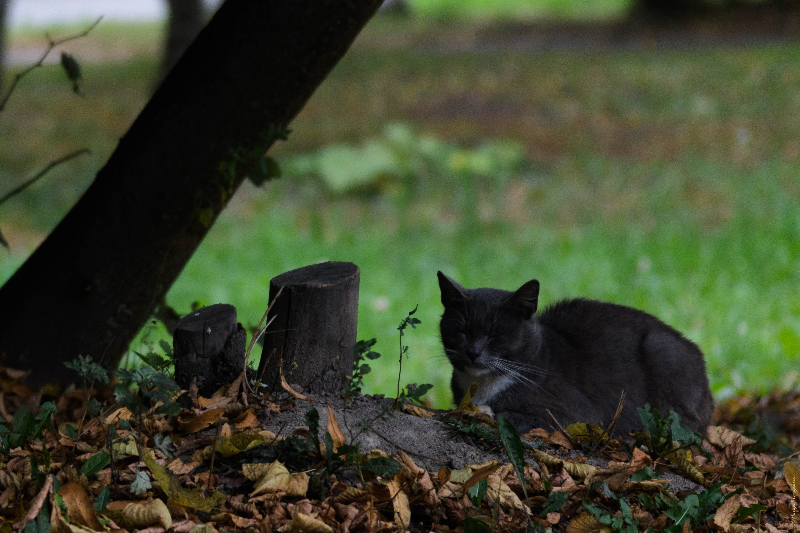 Уличные кошки. Семейный и индивидуальный фотограф Life style в Санкт-Петербурге Мария