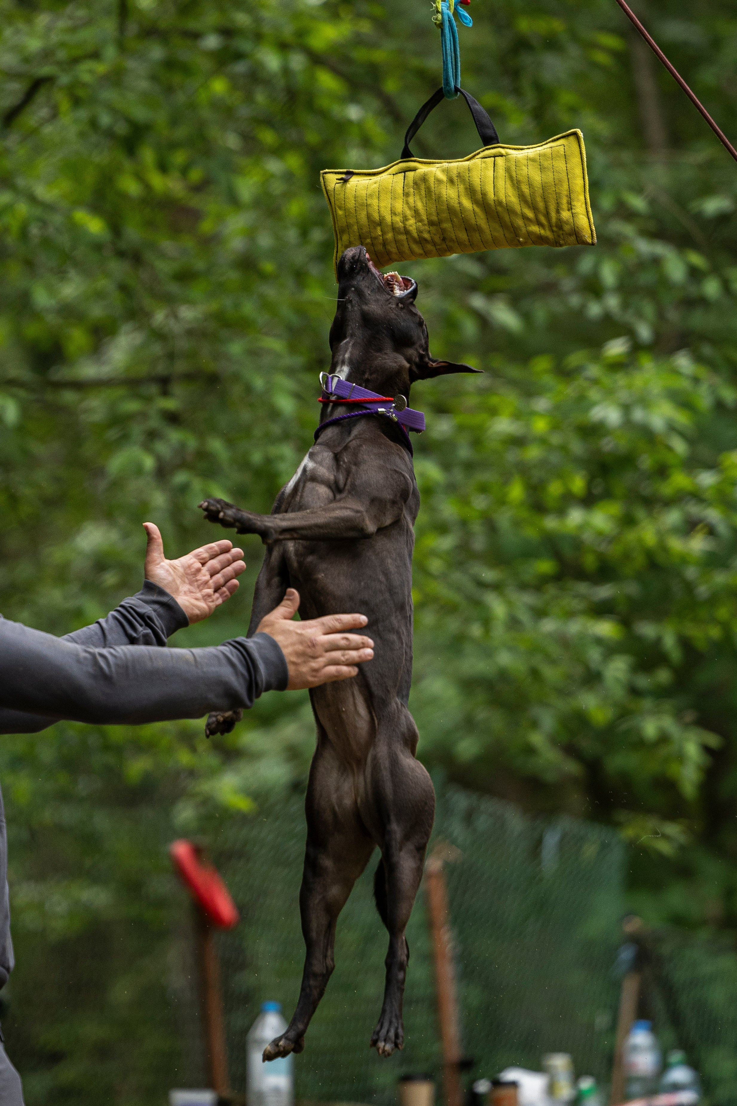 Пит-стафф многоборье. Фотограф-анималист Анна Маринич