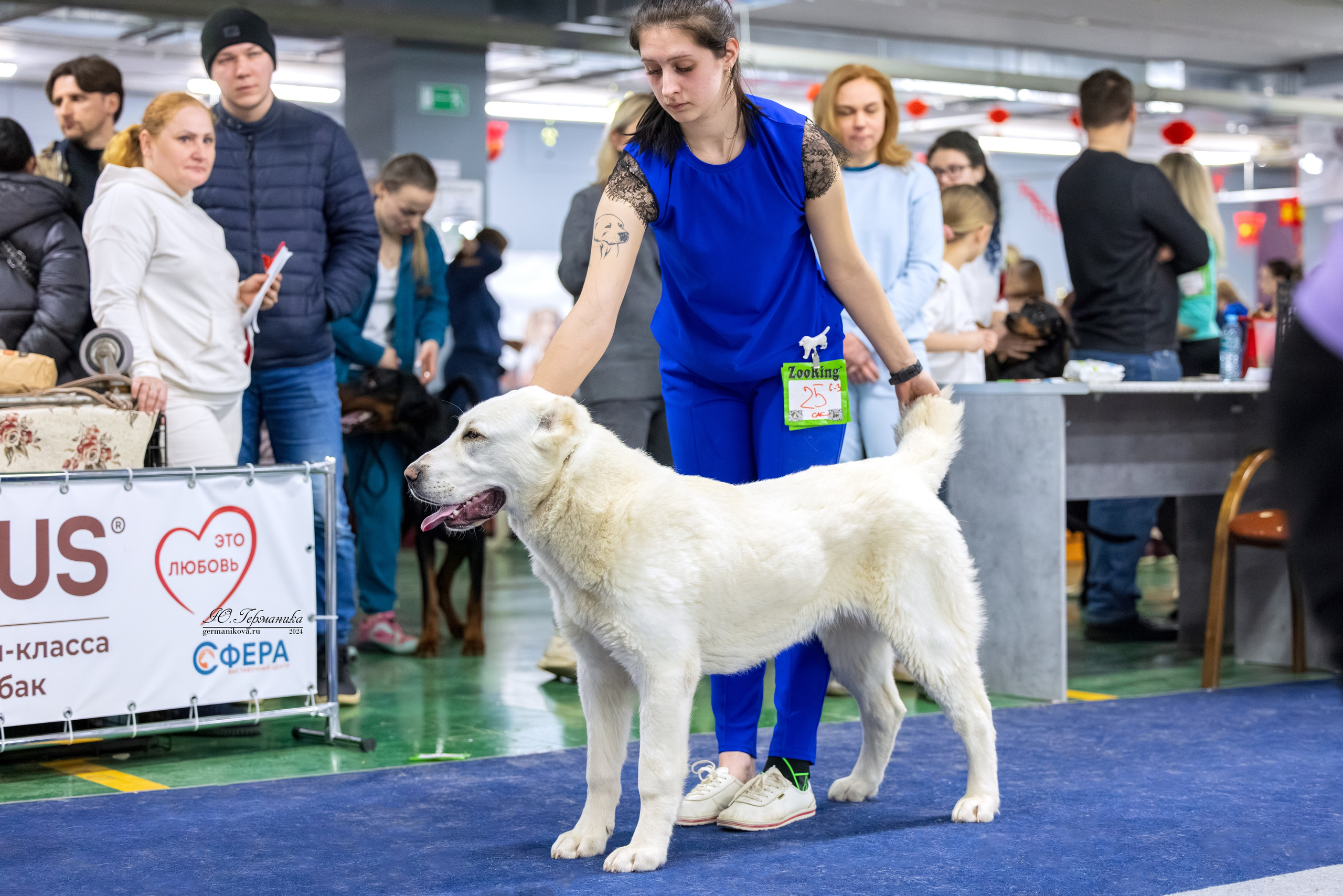 Сфера 08 и 10.03.2024 2хмоно ротвейлеров+2хмоно сао. Фотограф-анималист Юлия Германика