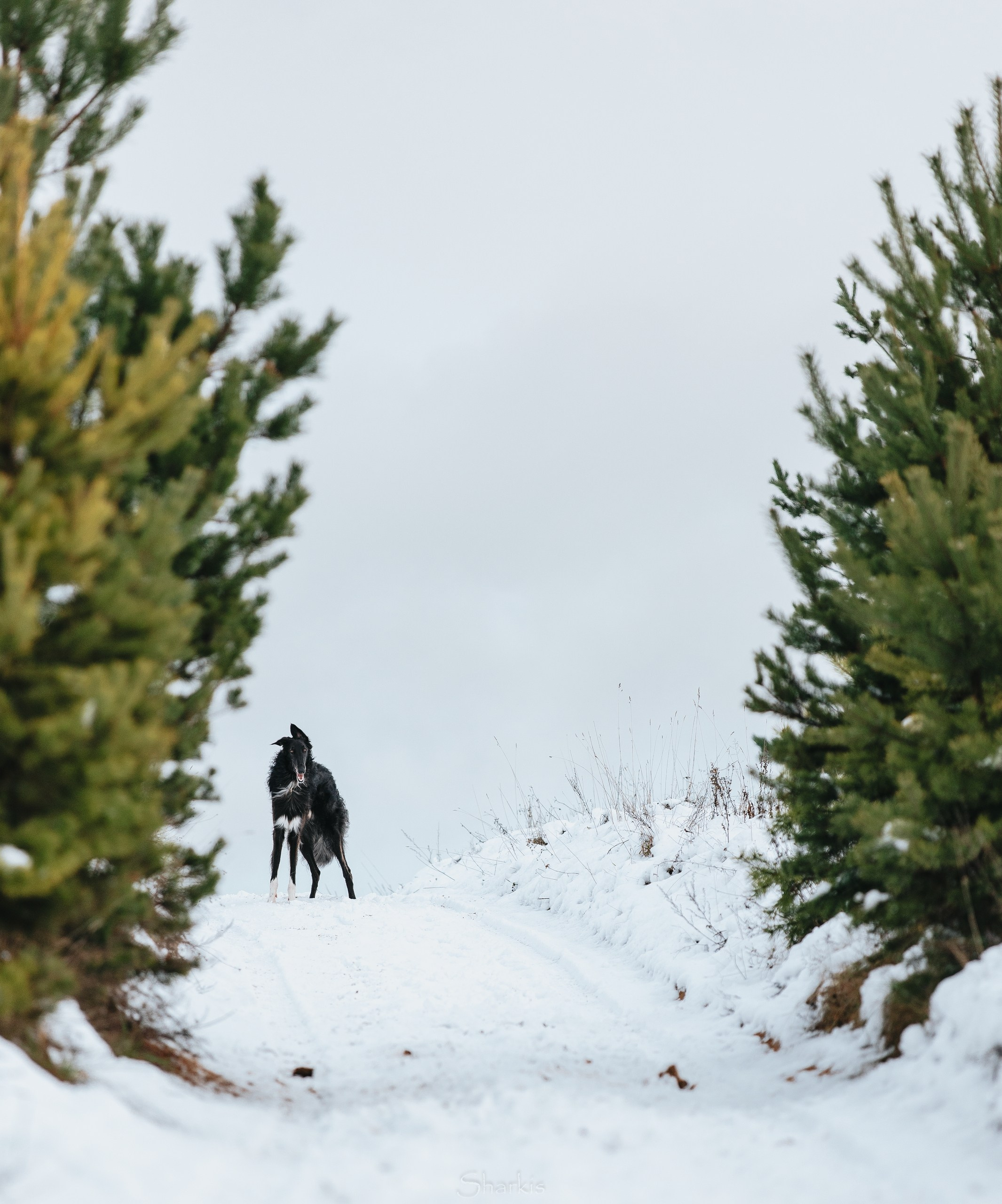 Катя и Гримм. Главная